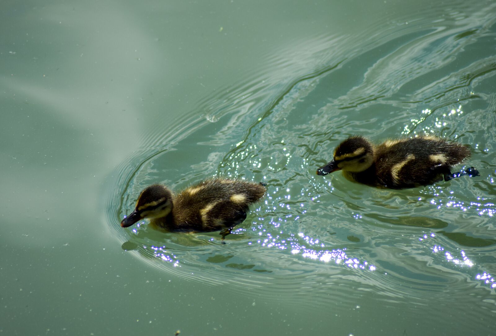 Nikon D5300 sample photo. Ducklings, chicks, river photography