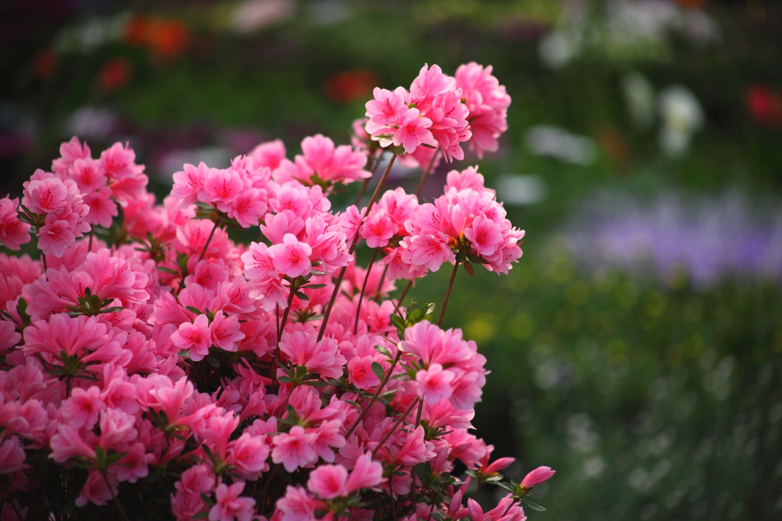 Canon EOS 5D Mark II sample photo. Flowers, plants, flower market photography