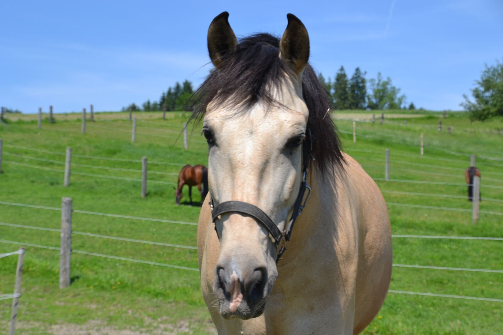 Nikon D3100 sample photo. Horse, warmblut, horse head photography