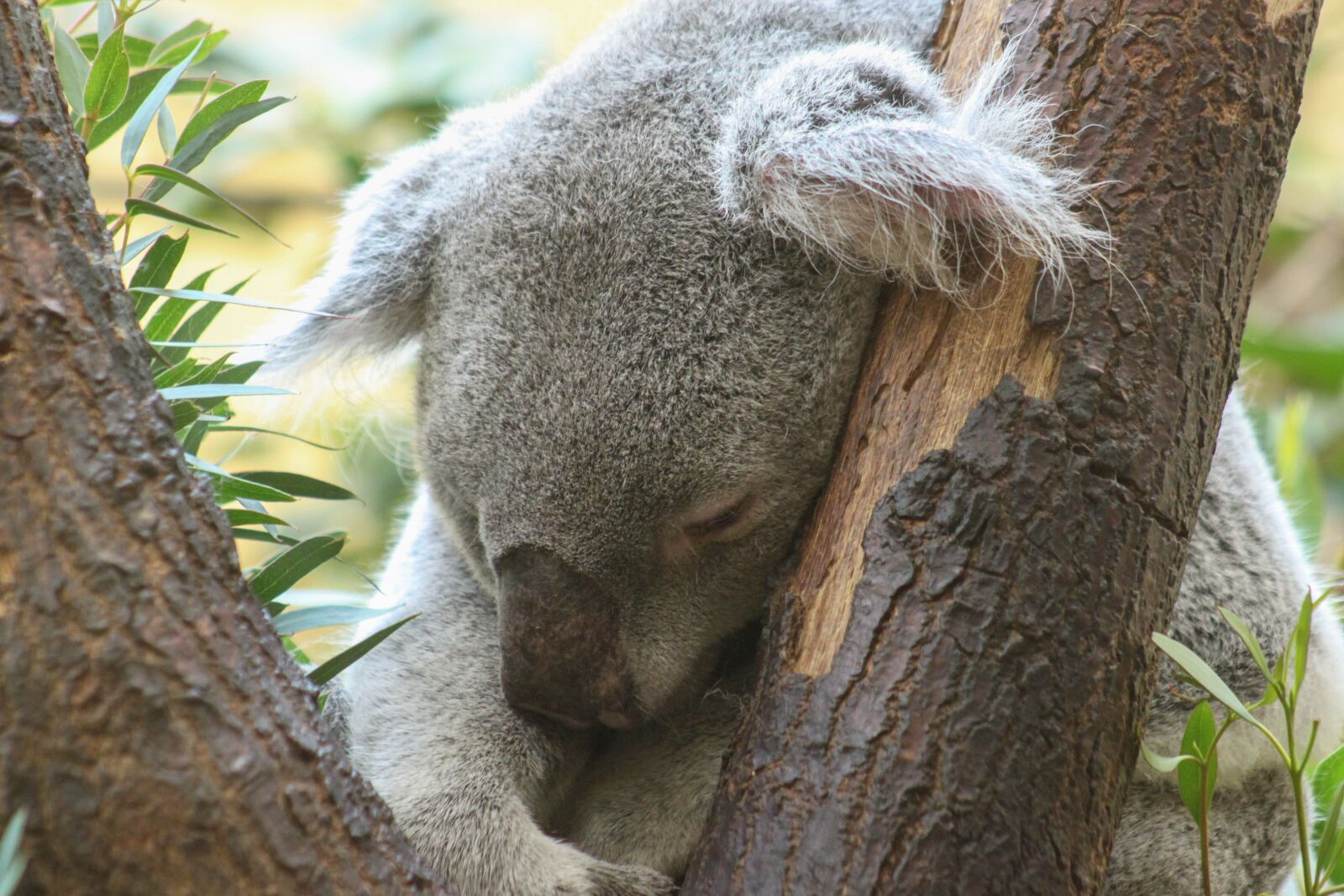 Canon EOS 500D (EOS Rebel T1i / EOS Kiss X3) sample photo. Koala, bear, purry photography