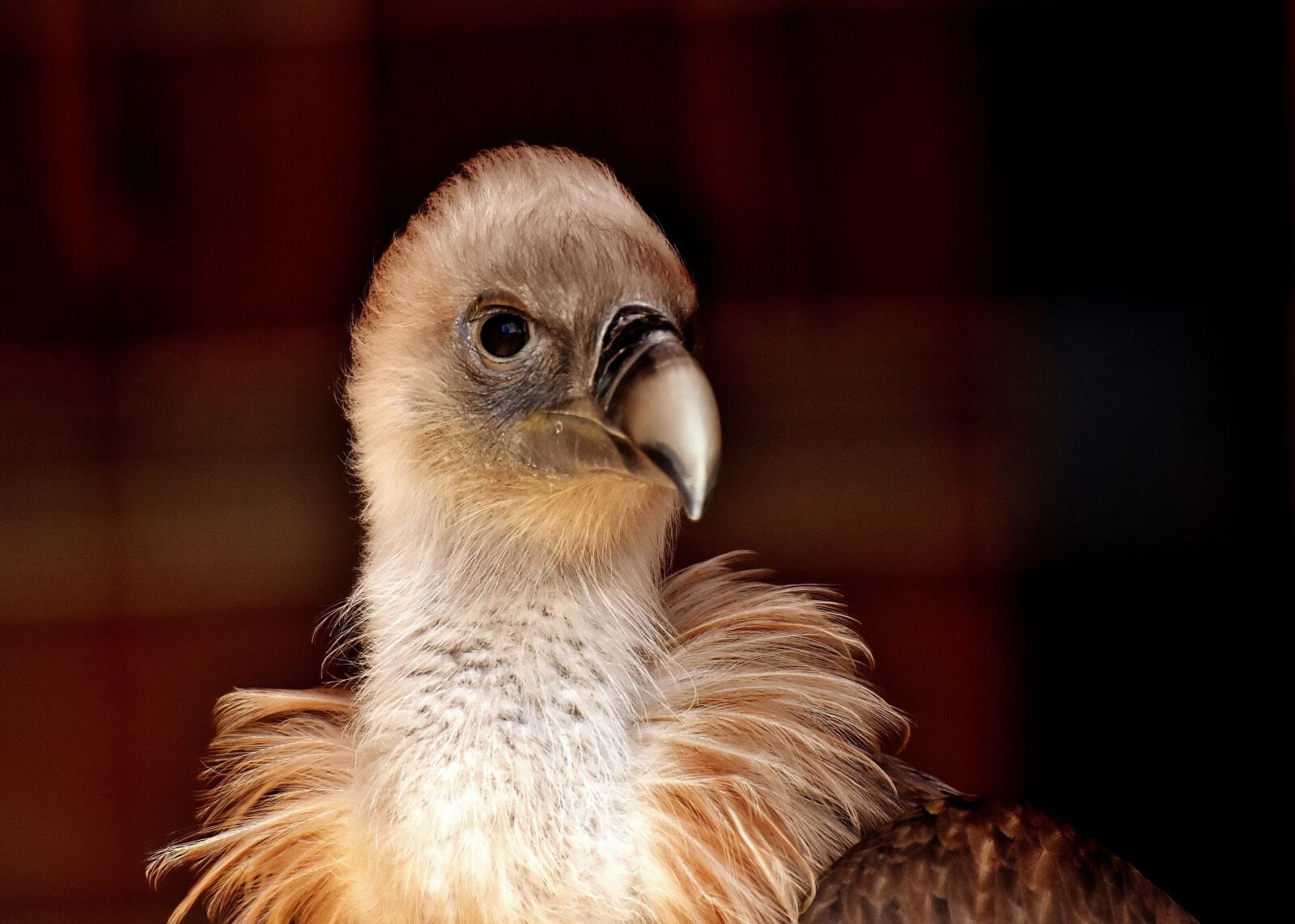 Nikon D7200 sample photo. Vulture, bird, bird of photography