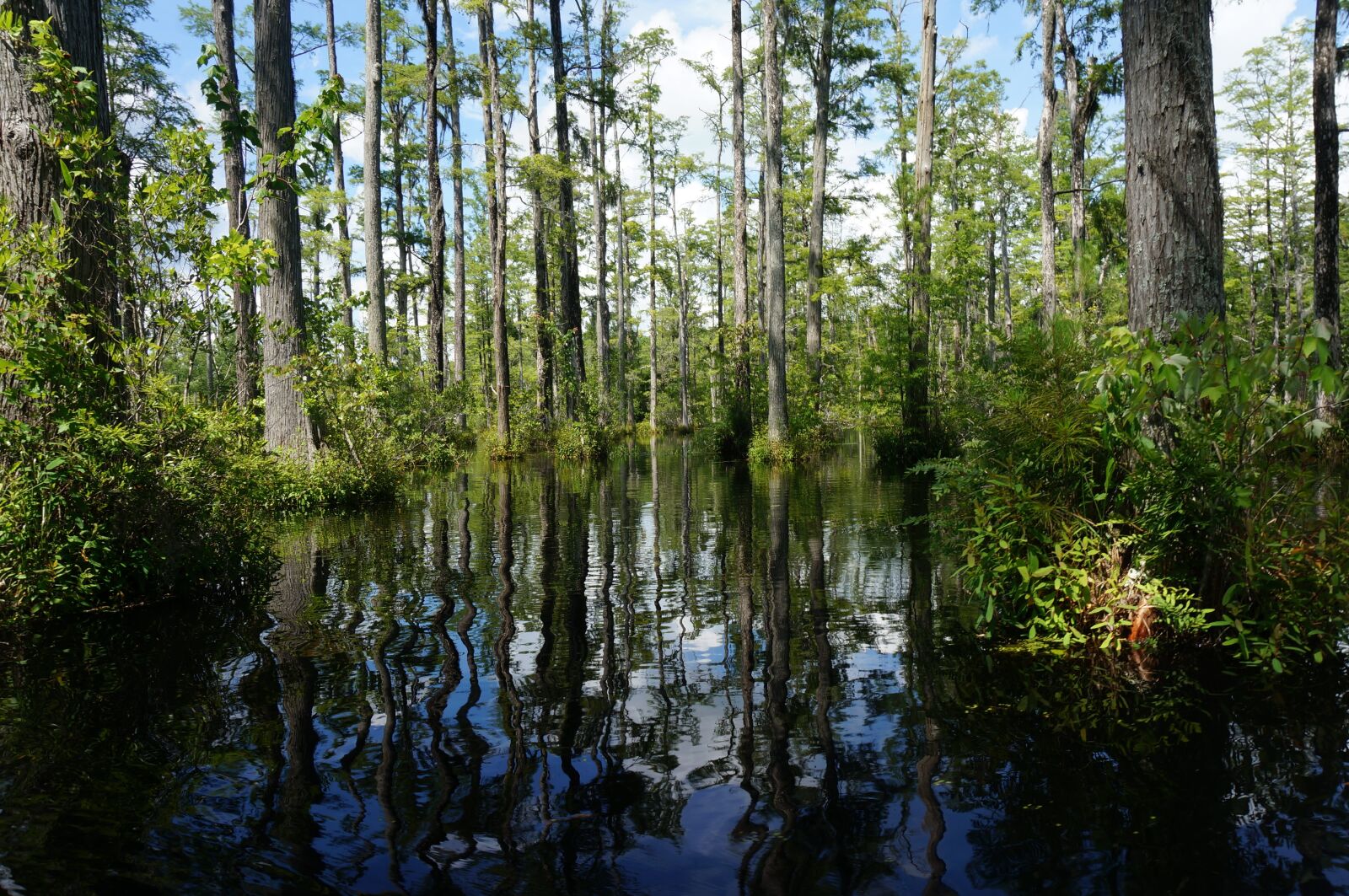 Sony Alpha NEX-6 sample photo. Swamp, trees, lily photography