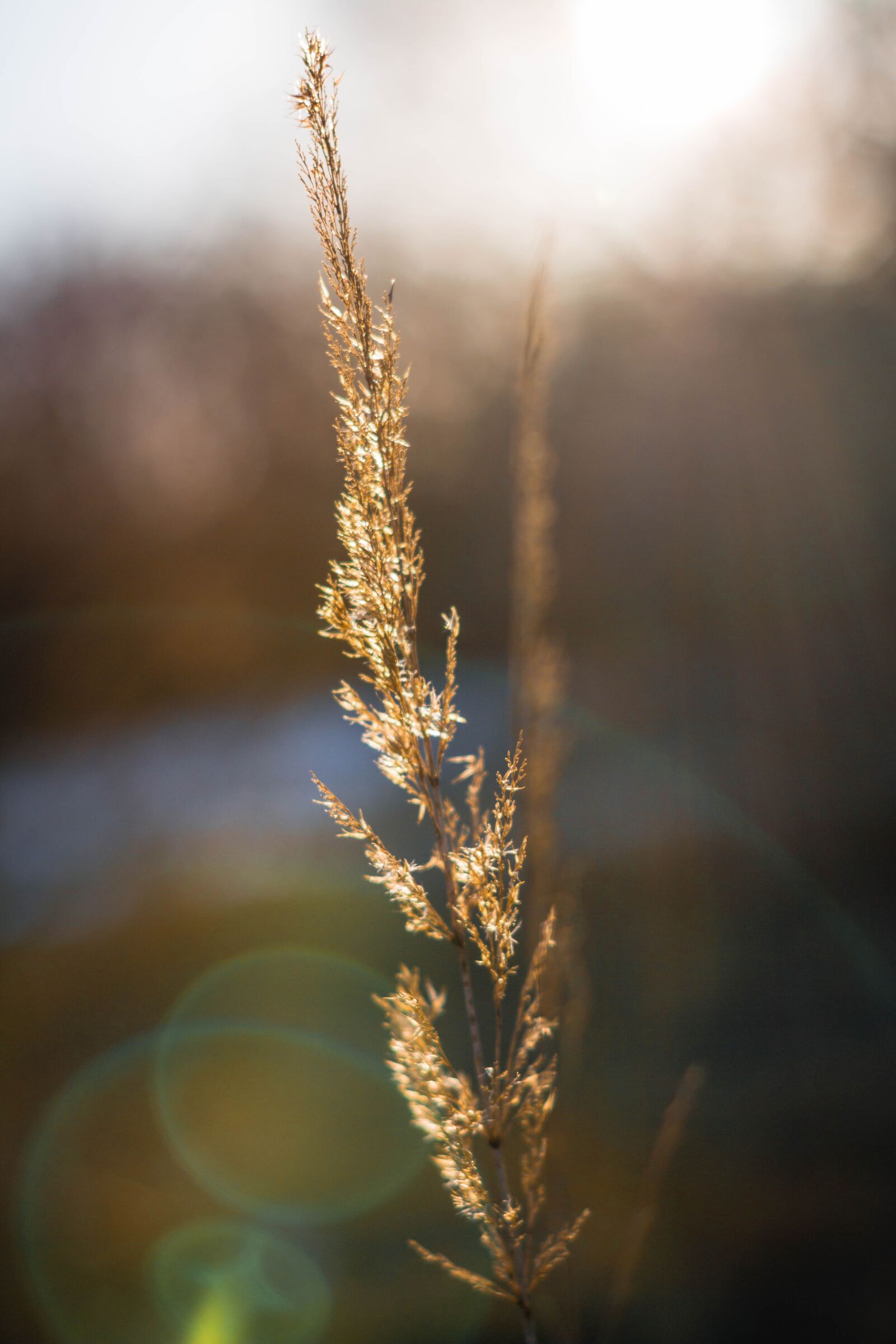 Canon EOS 700D (EOS Rebel T5i / EOS Kiss X7i) sample photo. Nature, field, growth photography