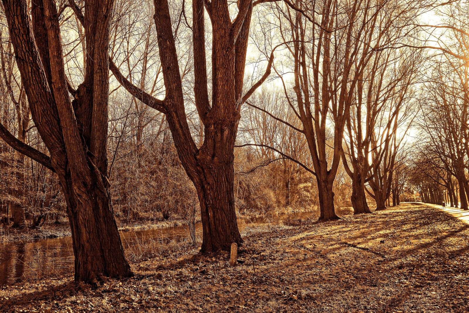 Sony Cyber-shot DSC-RX100 sample photo. Lane, trees, park photography