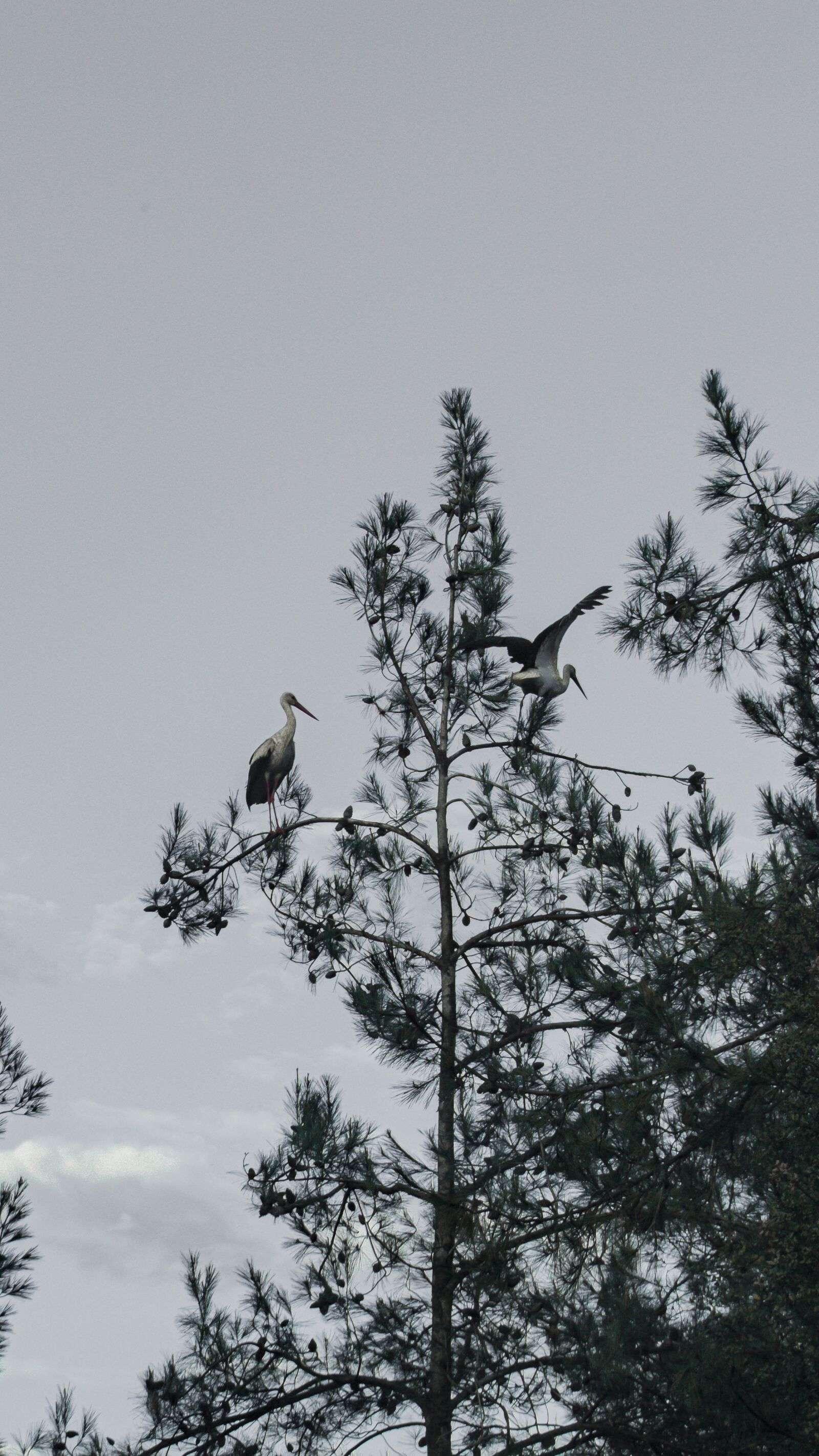 Nikon D3300 sample photo. Storks, pine tree, stork photography