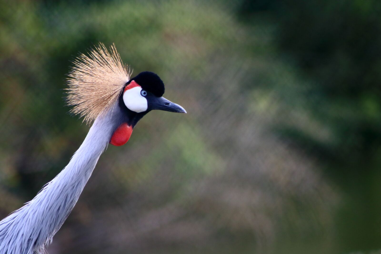 Canon EF75-300mm f/4-5.6 sample photo. Bird, colored, nature photography