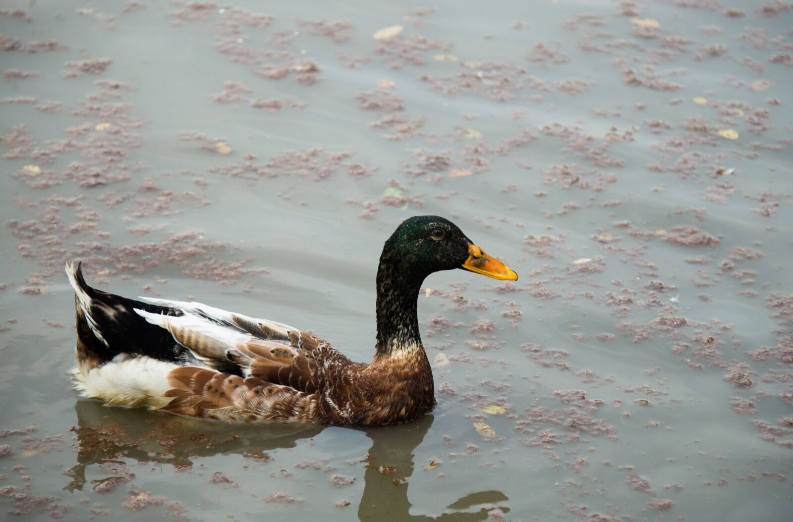 Nikon D600 sample photo. Banya, tian duck, river photography