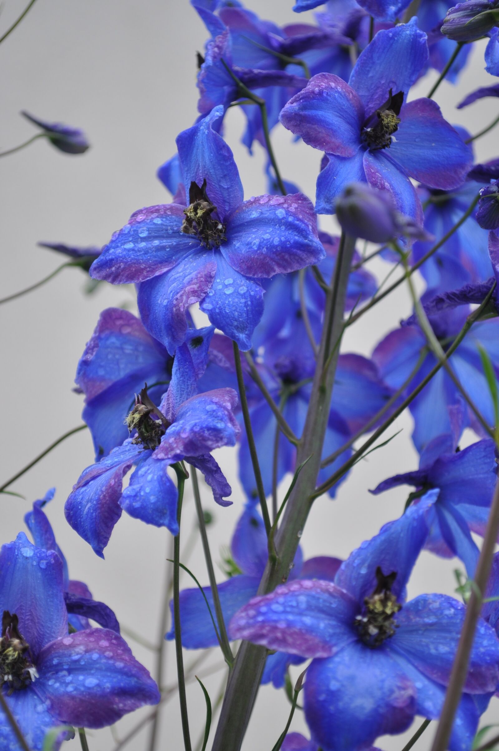 Nikon D5000 sample photo. Larkspur, blue, flower photography