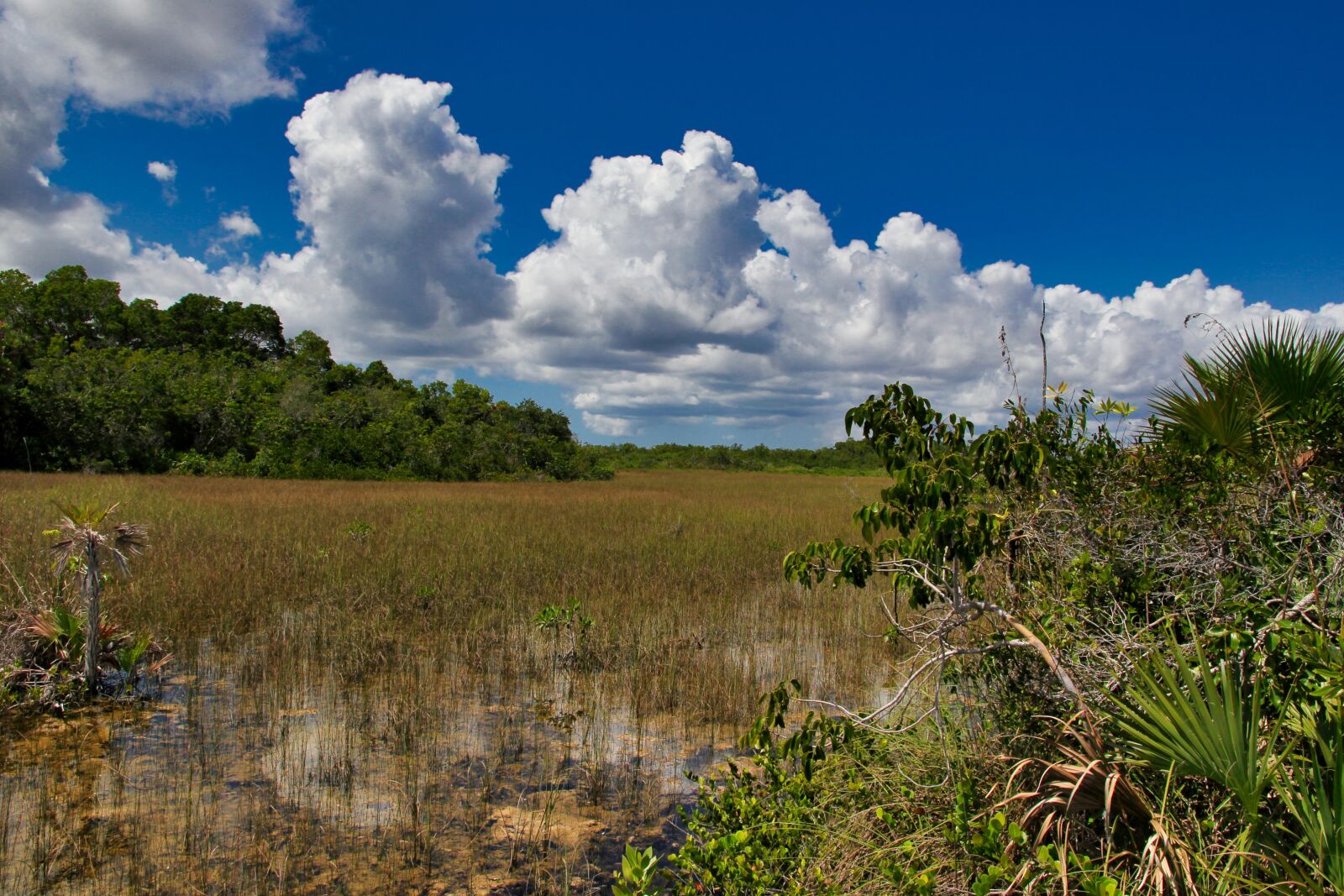 Canon EOS 60D + Canon EF-S 15-85mm F3.5-5.6 IS USM sample photo. Usa, florida, landscape photography