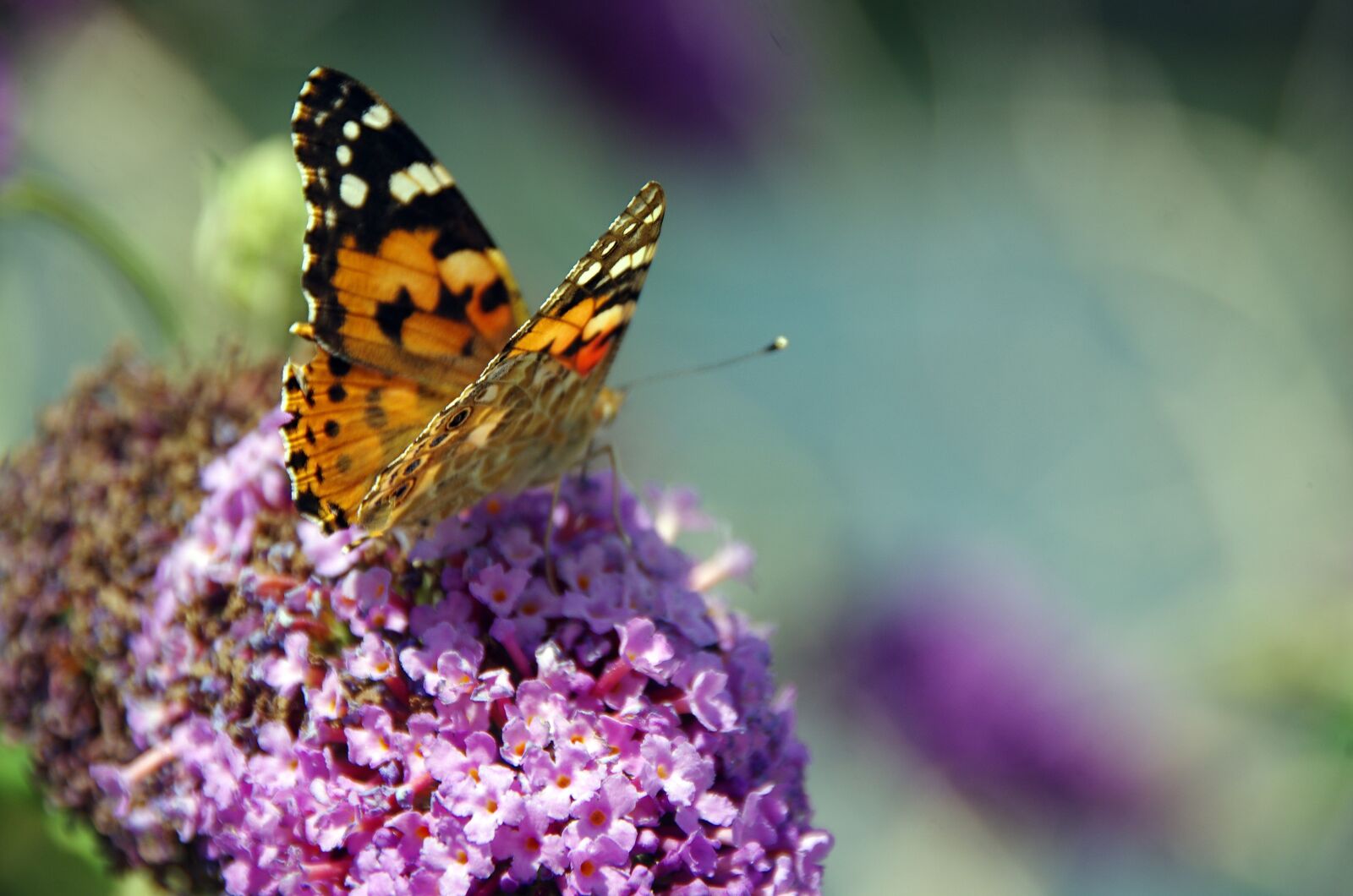 Pentax K-5 sample photo. Butterfly, budléia, foraging photography
