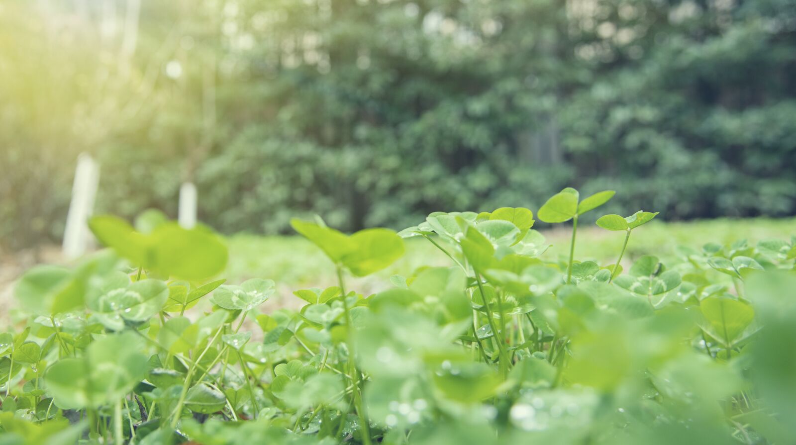 Nikon D750 sample photo. Plant, leaf, park photography