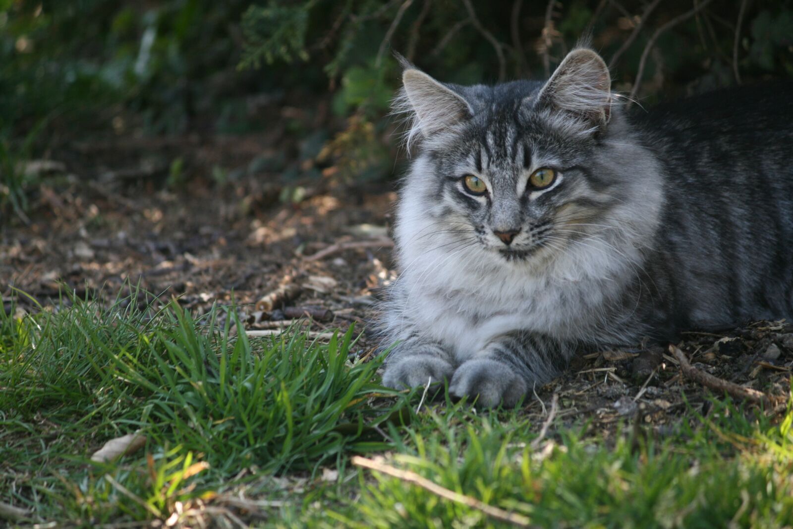 Canon EOS 400D (EOS Digital Rebel XTi / EOS Kiss Digital X) sample photo. Cat, attentive, cute photography