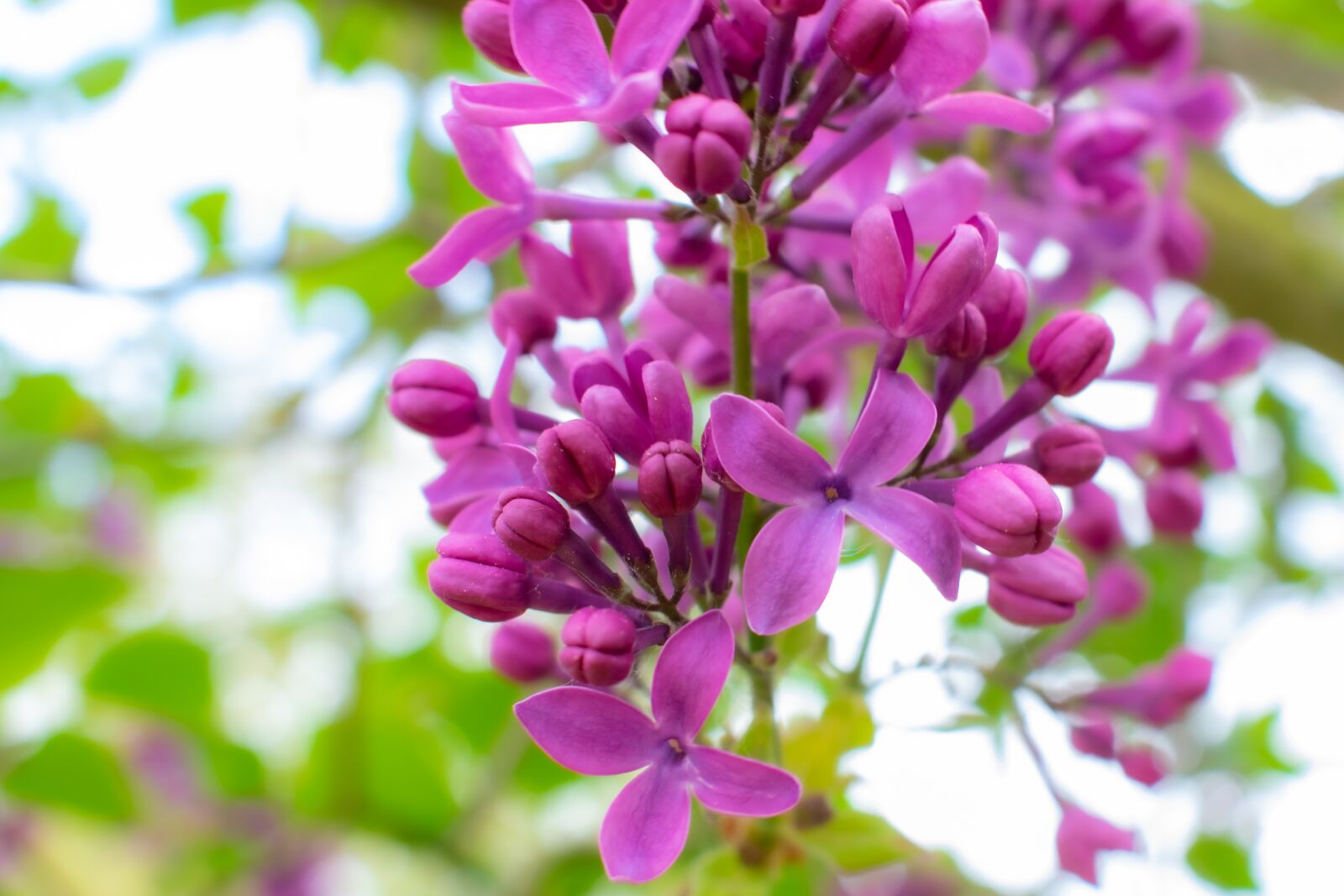 Nikon D5300 sample photo. Lilac, spring, violet photography