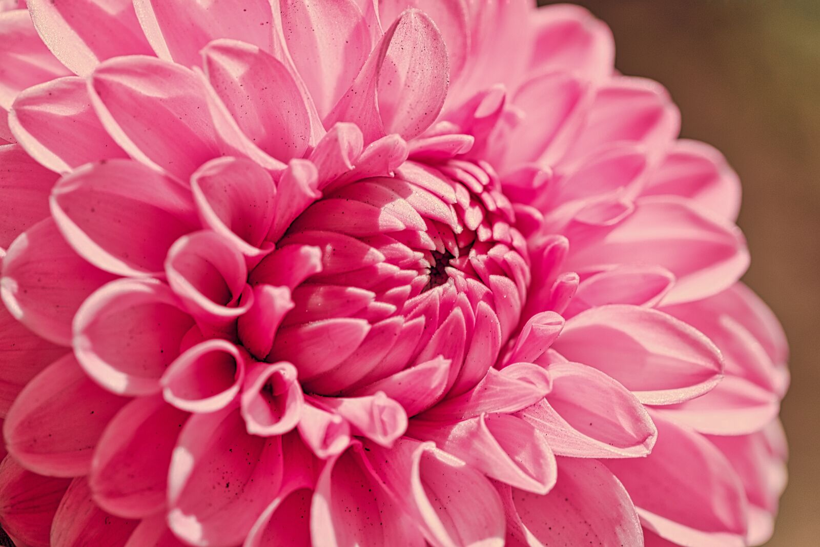 Canon EOS 200D (EOS Rebel SL2 / EOS Kiss X9) sample photo. Dahlia, pink, flower photography
