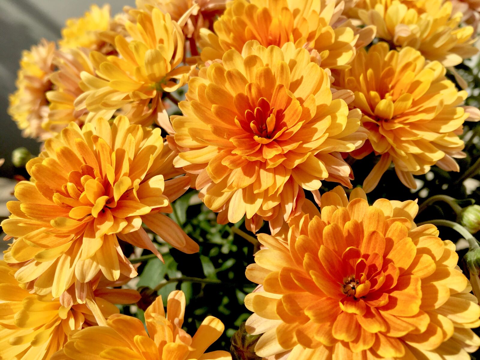 Apple iPhone 6s sample photo. Flower, chrysanthemums, flora photography