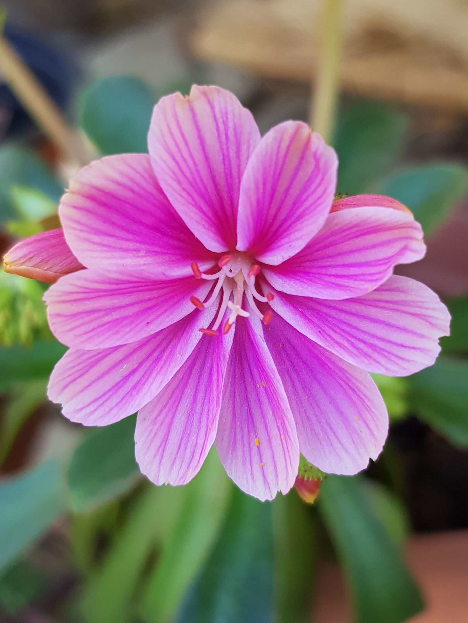 Samsung Galaxy S8 sample photo. Flower, fuchsia, macro photography