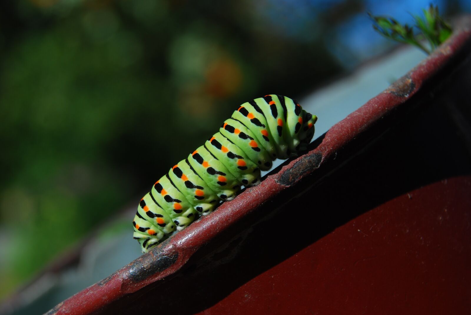 Nikon D40X sample photo. Caterpillar, dovetail, nature photography