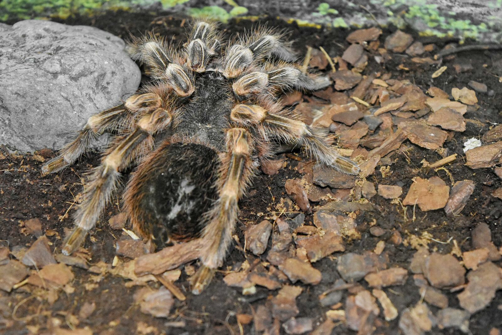 Nikon D5500 sample photo. Poison, tarantula, arachnid, spider photography