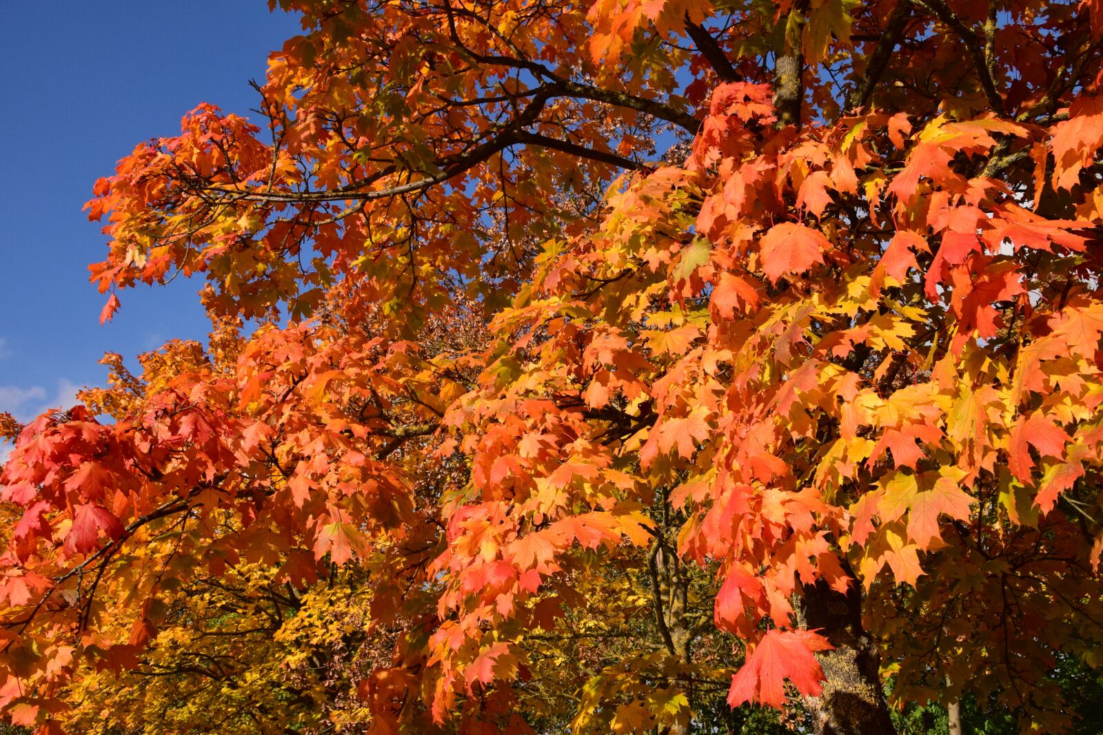 Nikon D3300 sample photo. Autumn, fall foliage, leaves photography