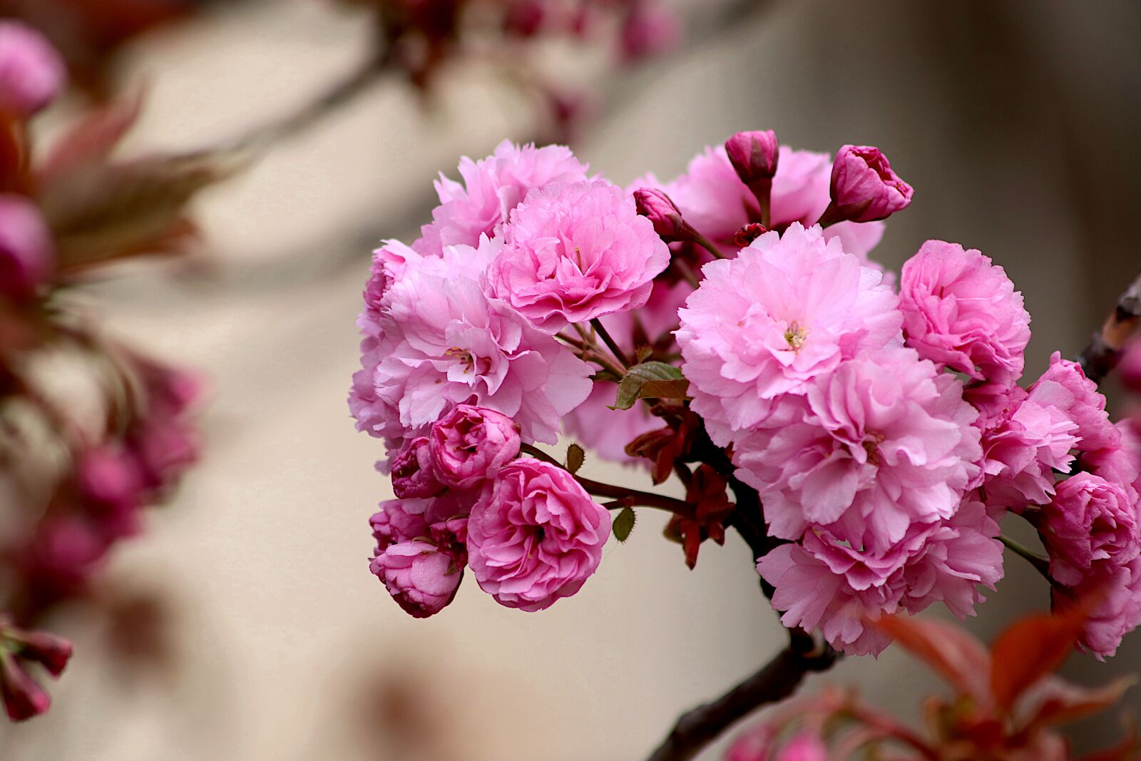 Canon EOS 800D (EOS Rebel T7i / EOS Kiss X9i) sample photo. Japan cherry tree, flowering photography