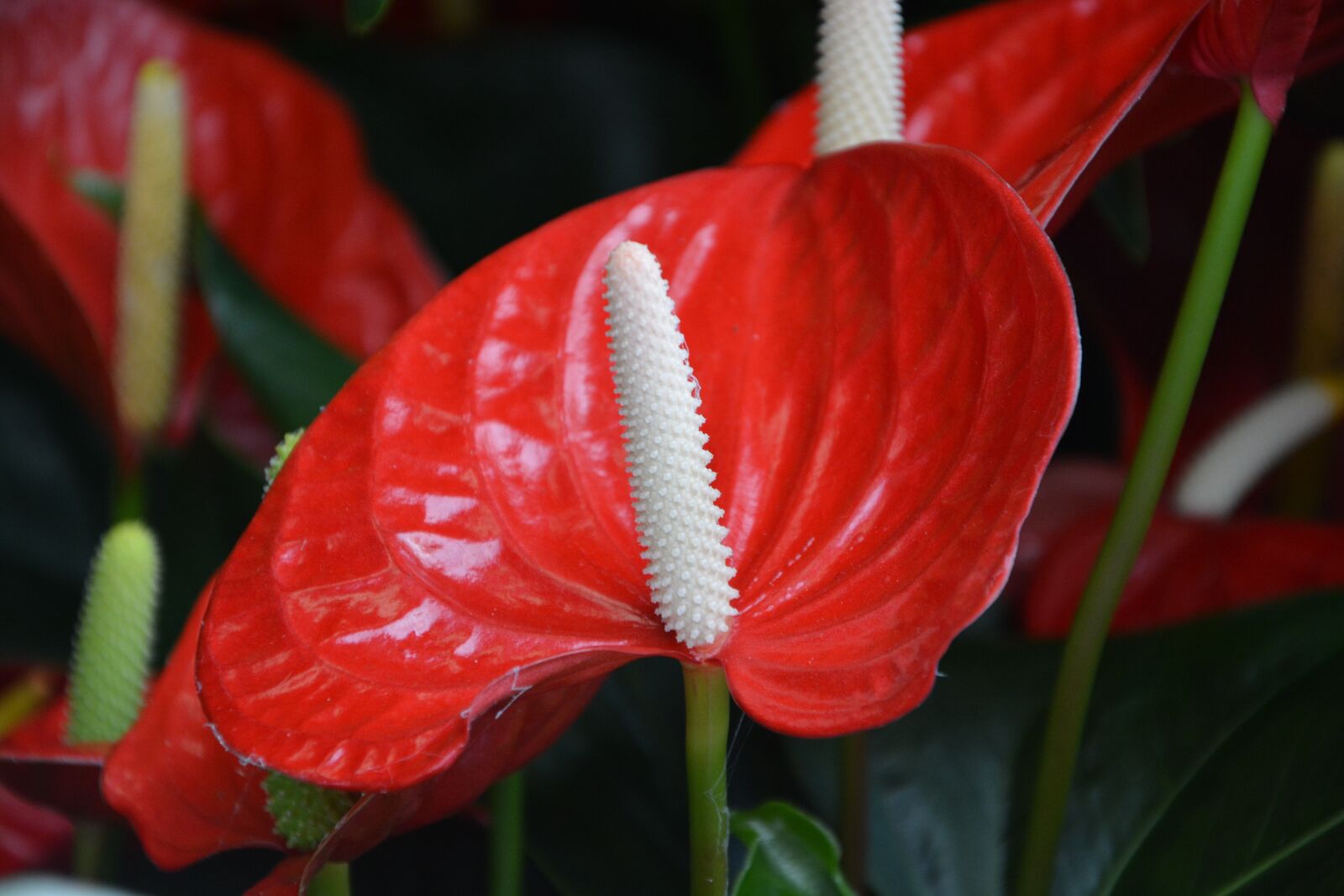 Nikon D5200 sample photo. Flower, anthurium andreanum mix photography