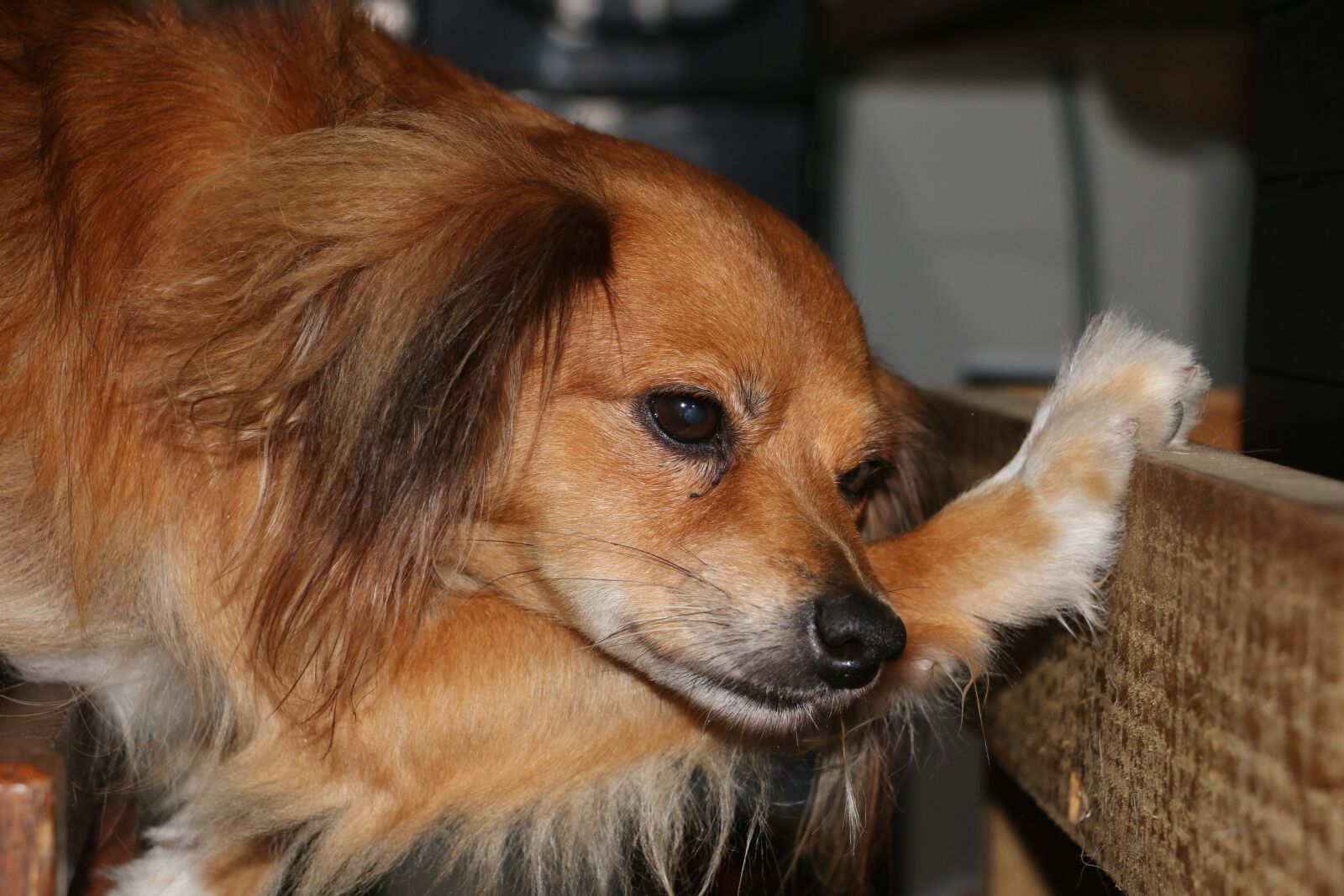 Canon EOS 70D sample photo. Dog, position, look photography