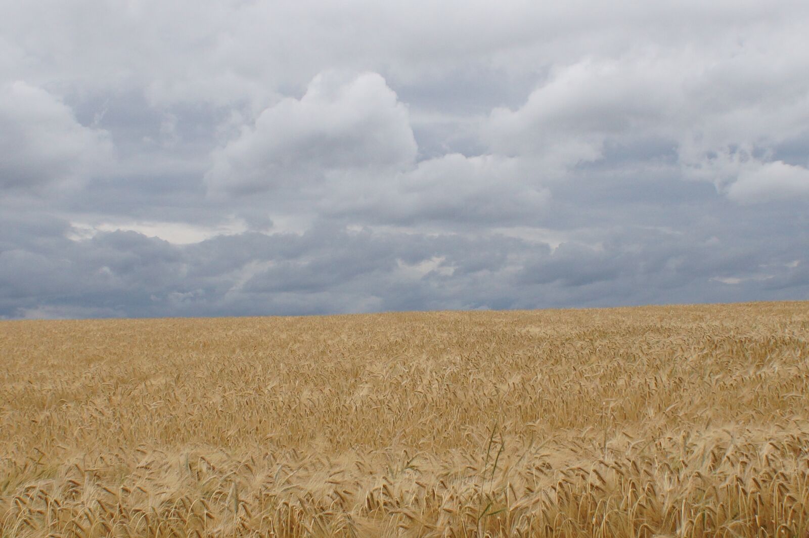 Sony DT 18-70mm F3.5-5.6 sample photo. Cornfield, clouds, arable photography