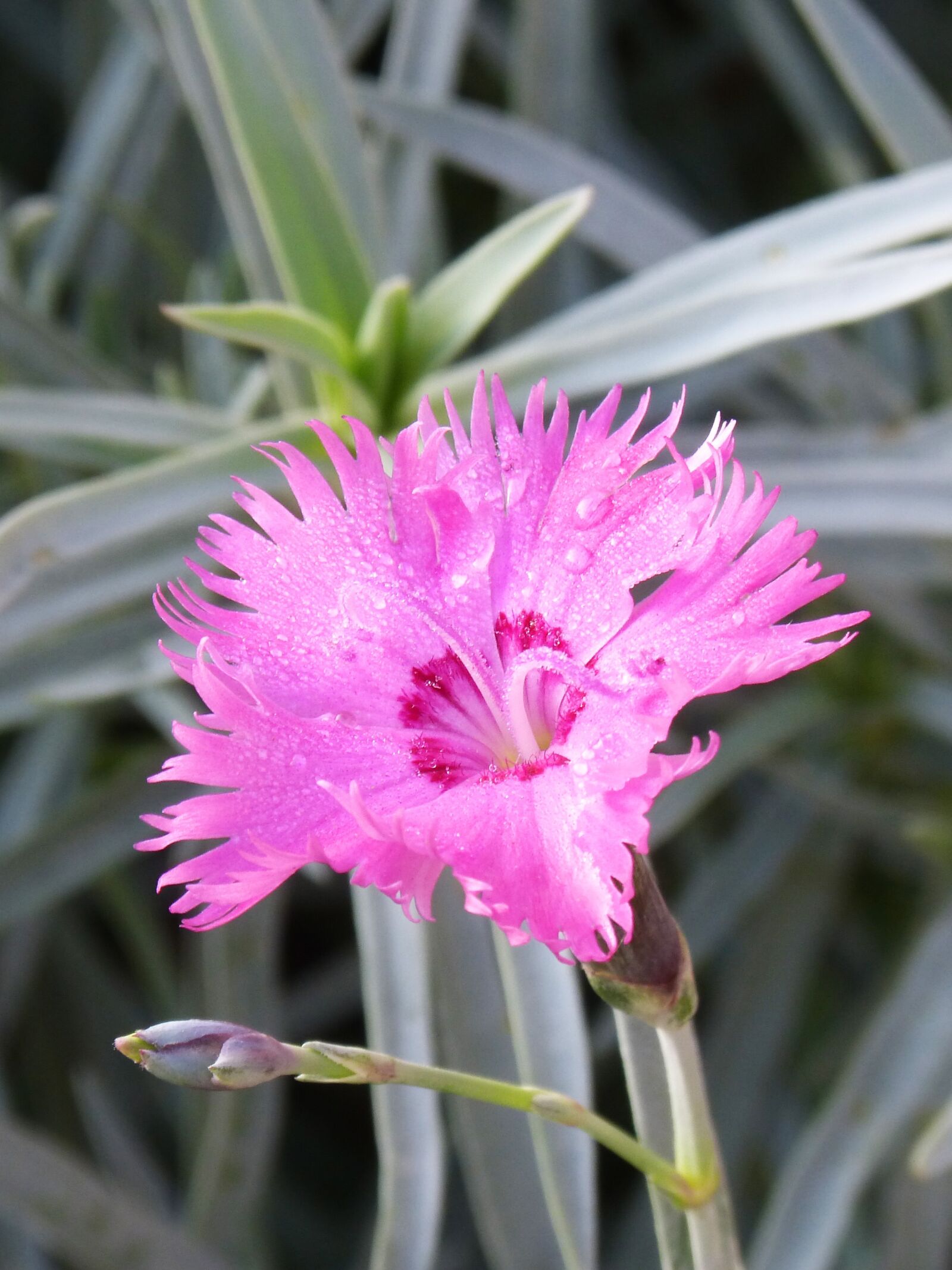 Panasonic DMC-FZ62 sample photo. Carnation, clavellina, flower photography