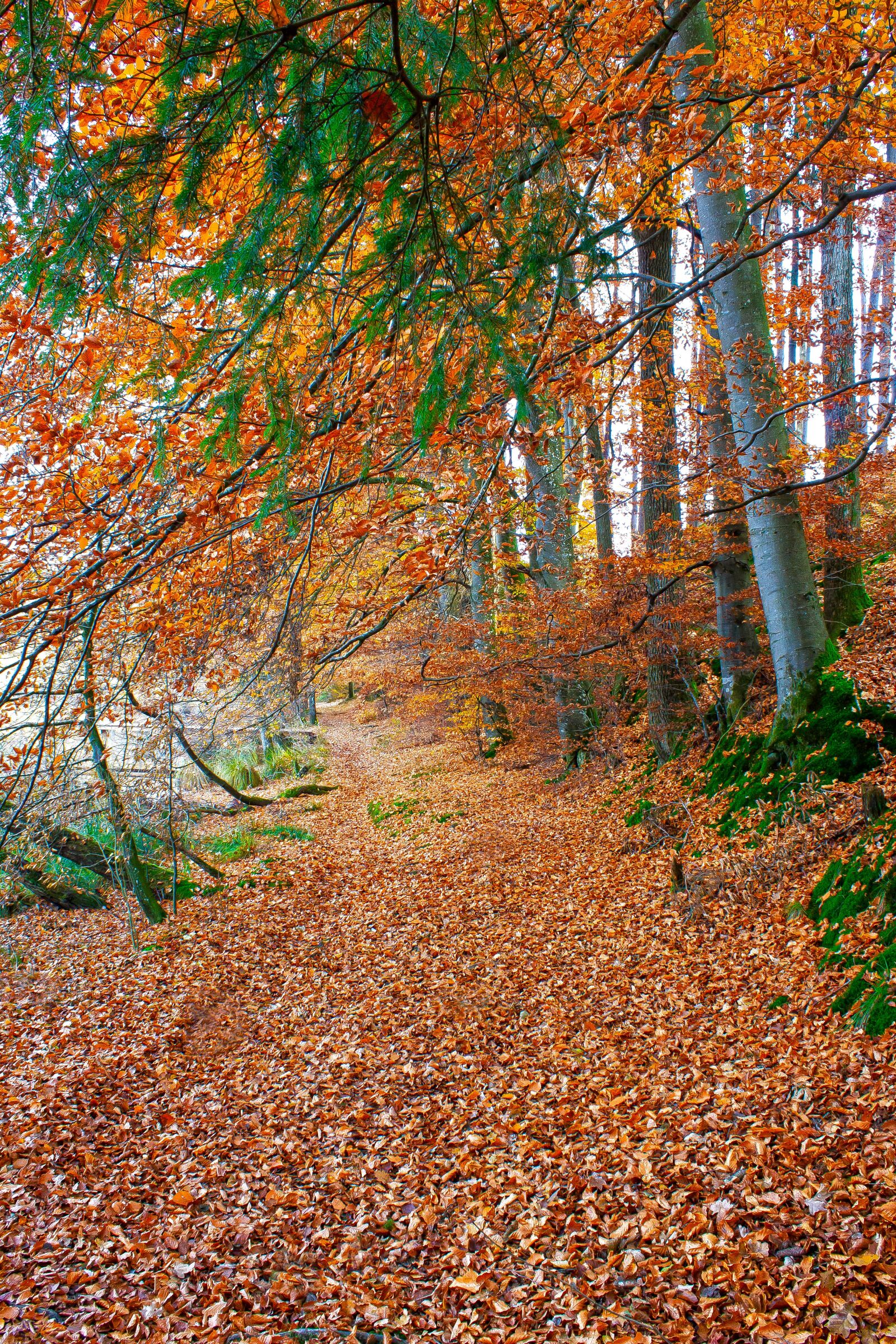 Canon EOS 1300D (EOS Rebel T6 / EOS Kiss X80) sample photo. Autumn, nature, forest photography