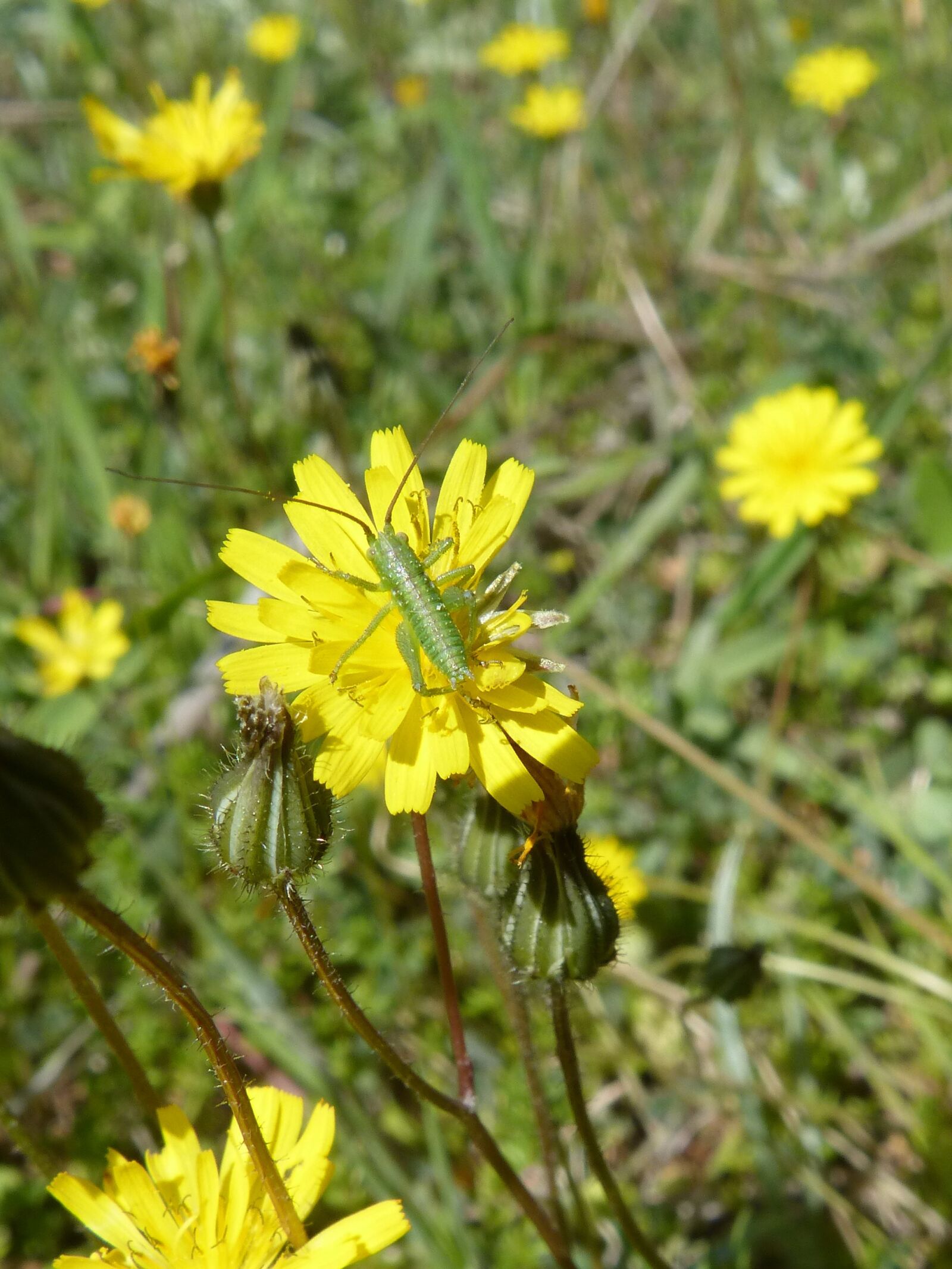 Panasonic DMC-FZ62 sample photo. Grasshopper, green grasshopper, orthopteron photography
