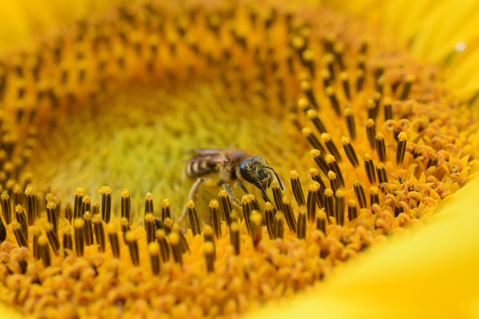 Nikon D3300 sample photo. Bees, flowers, insect photography
