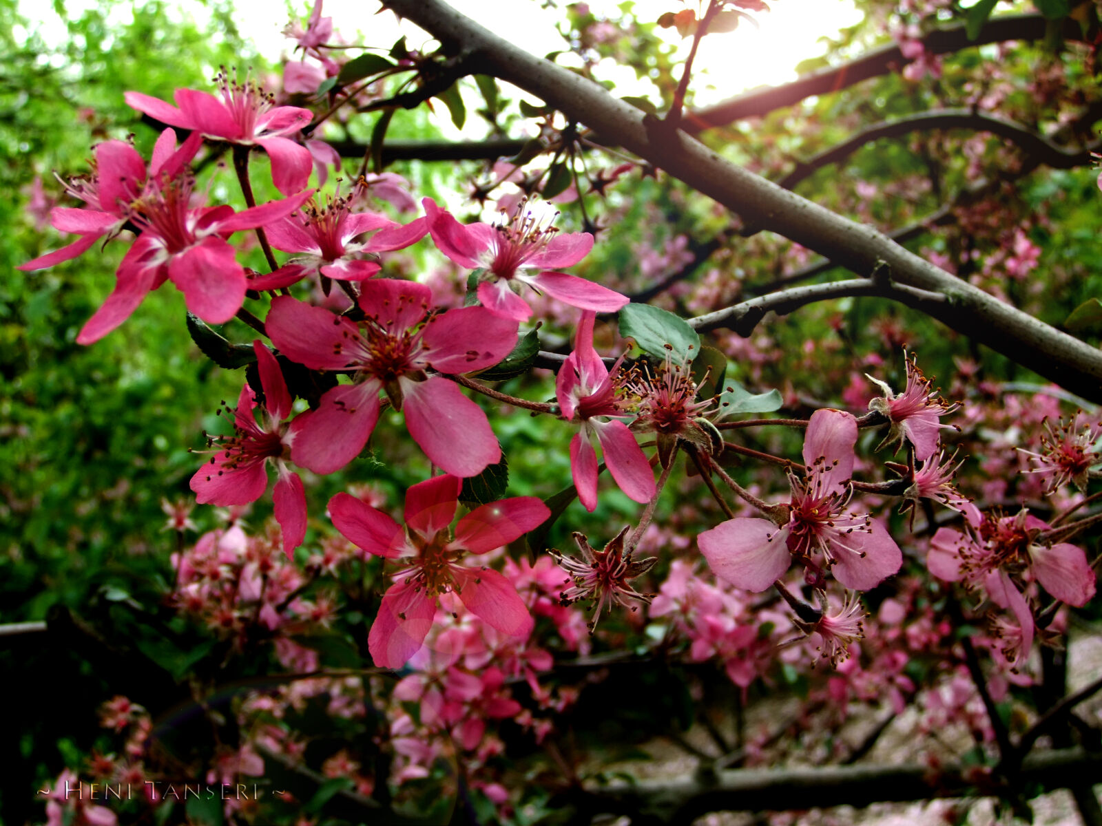 FujiFilm FinePix F70EXR (FinePix F75EXR) sample photo. Flowers photography