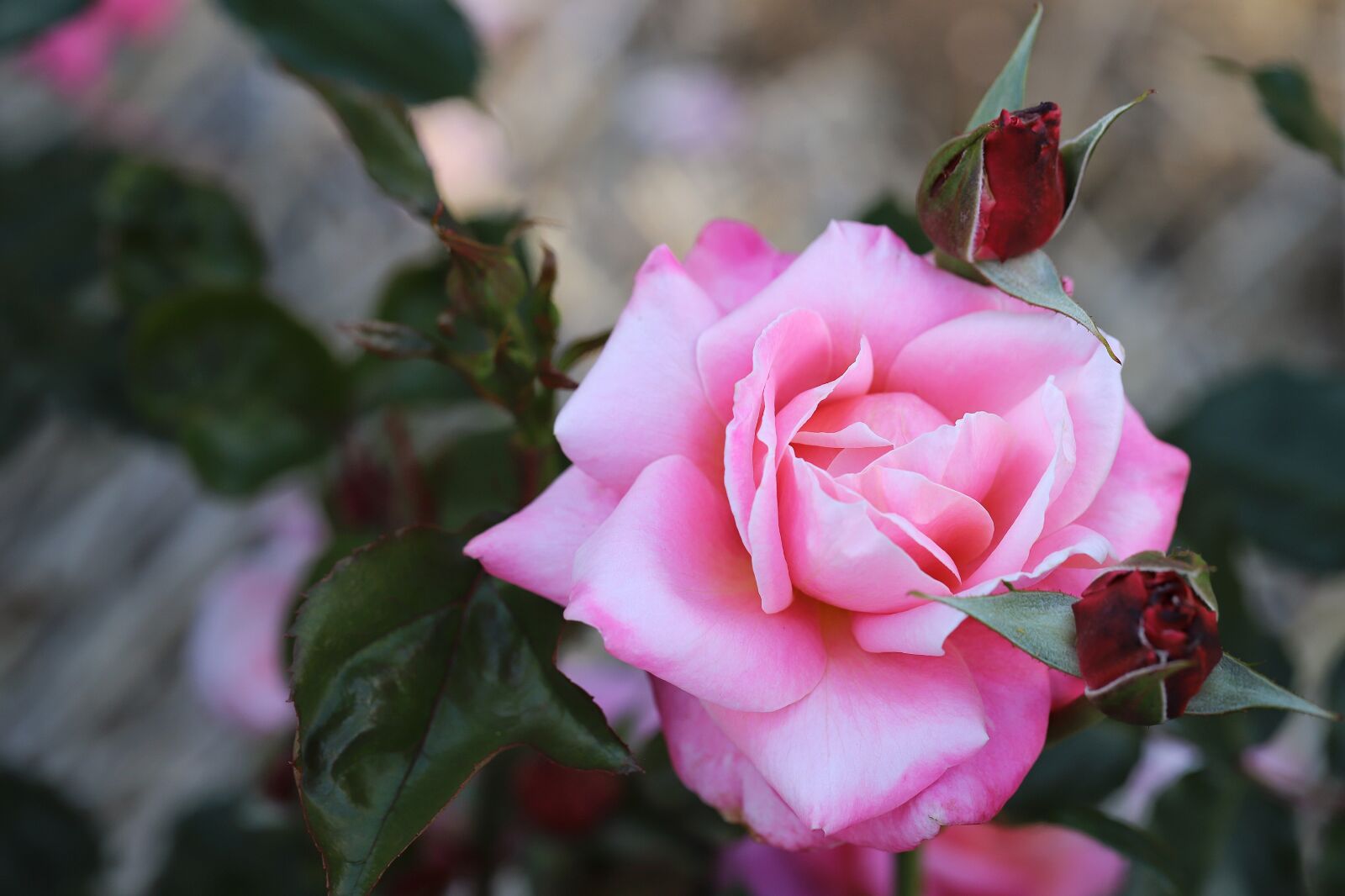 Canon EF 100mm F2.8L Macro IS USM sample photo. Rose, pink, macro photography
