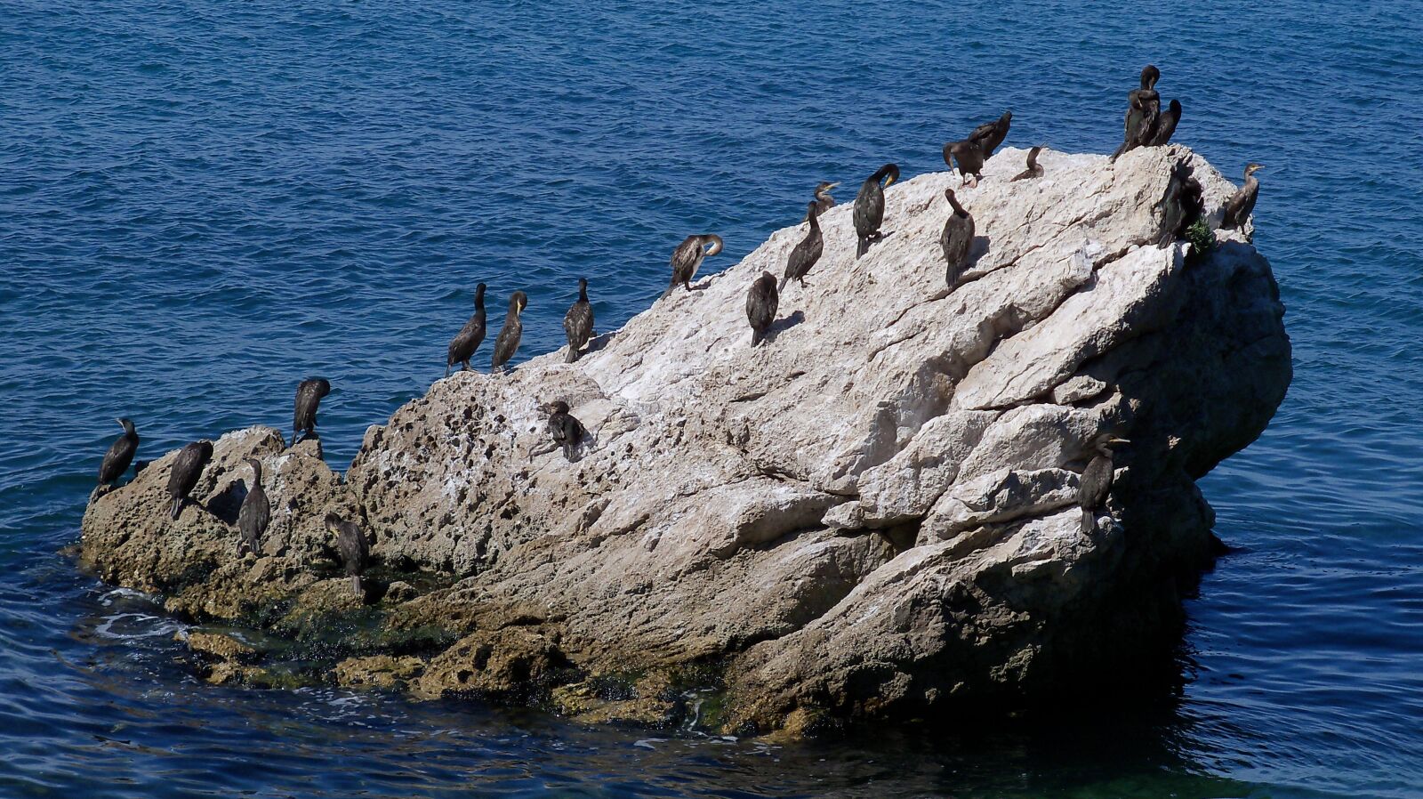 Kodak EasyShare Z915 sample photo. Sea, scoglio, birds photography