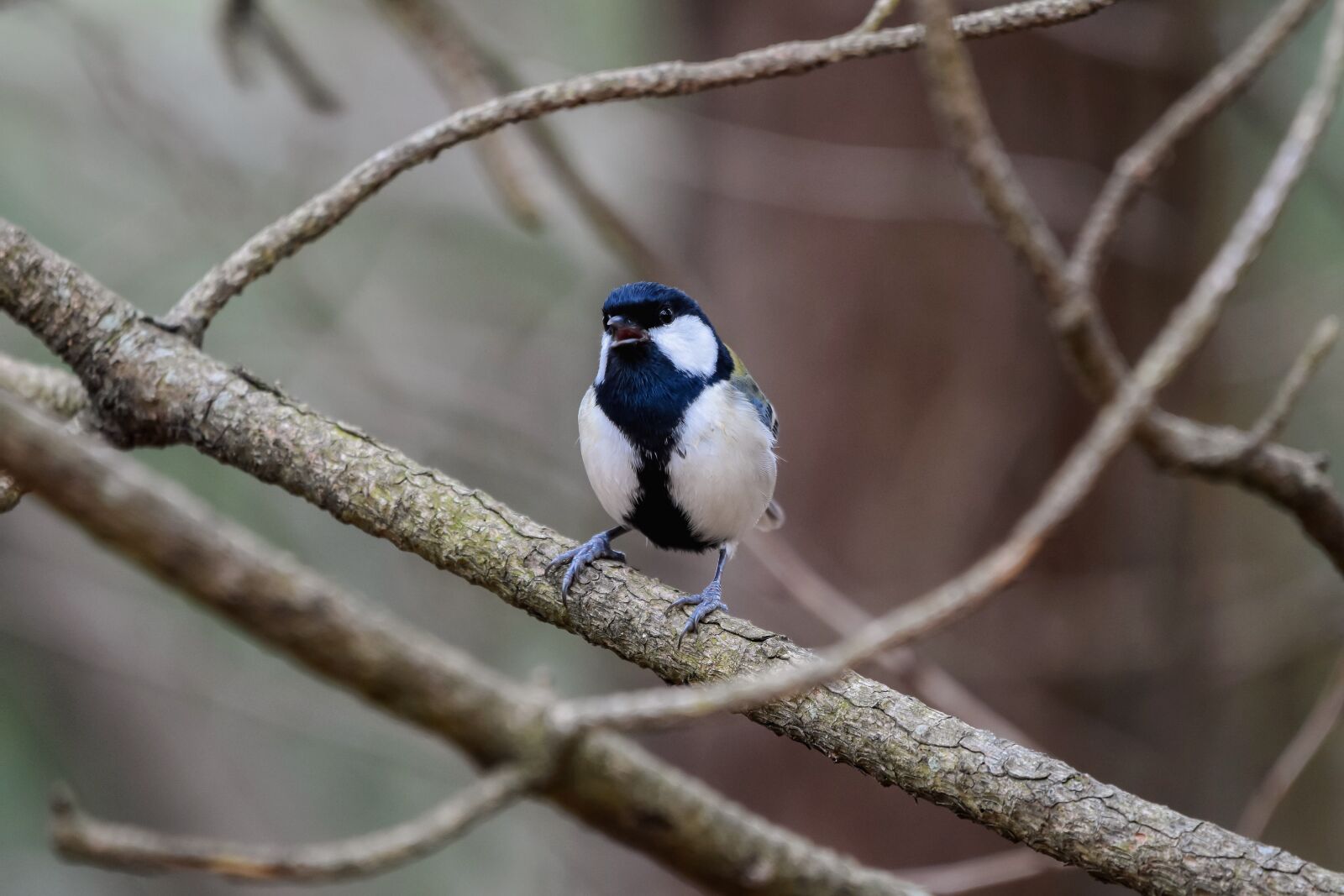 Nikon D7200 sample photo. Animal, forest, wood photography