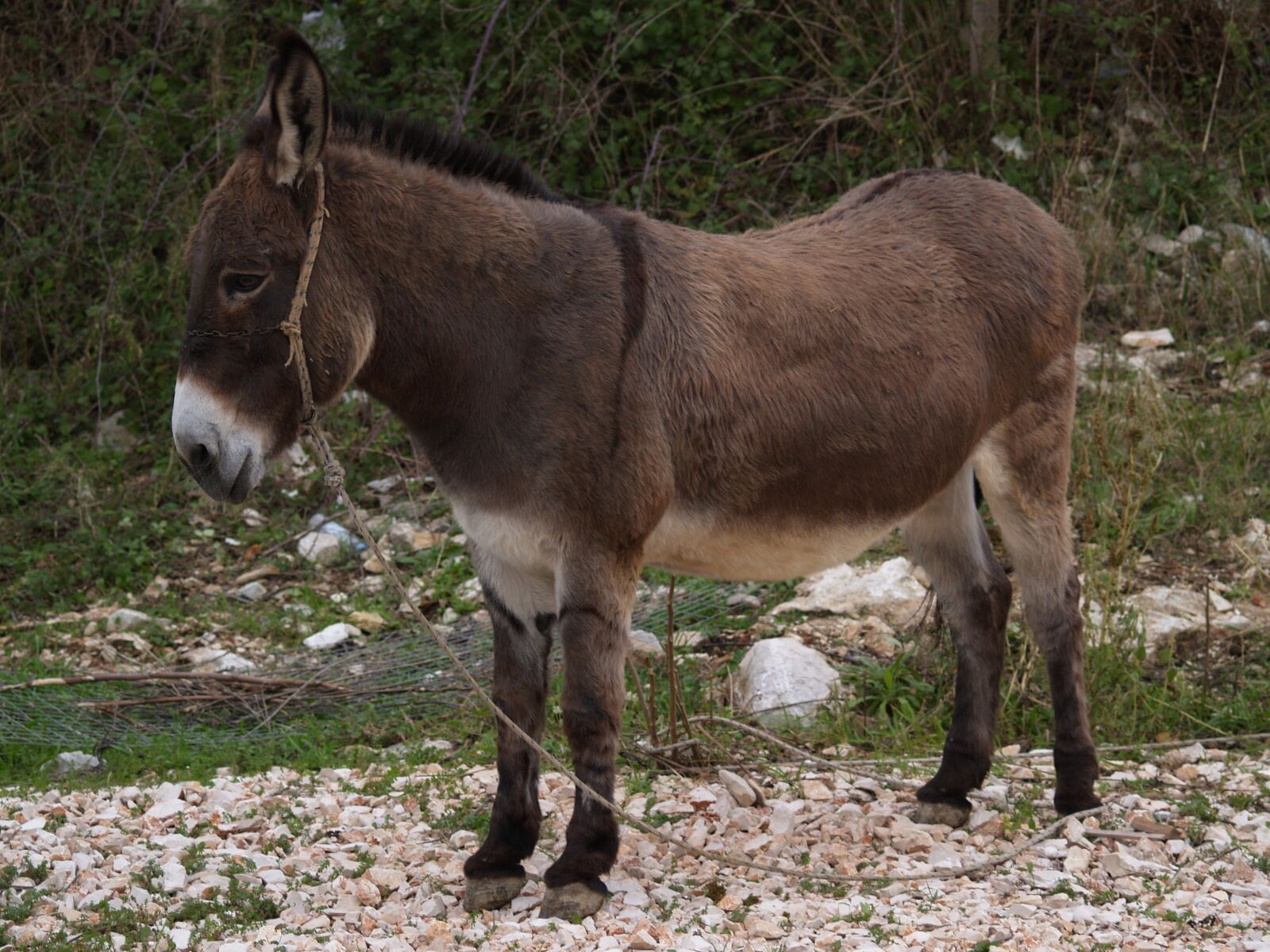 Olympus E-300 (EVOLT E-300) sample photo. Donkey, animal, wildness photography