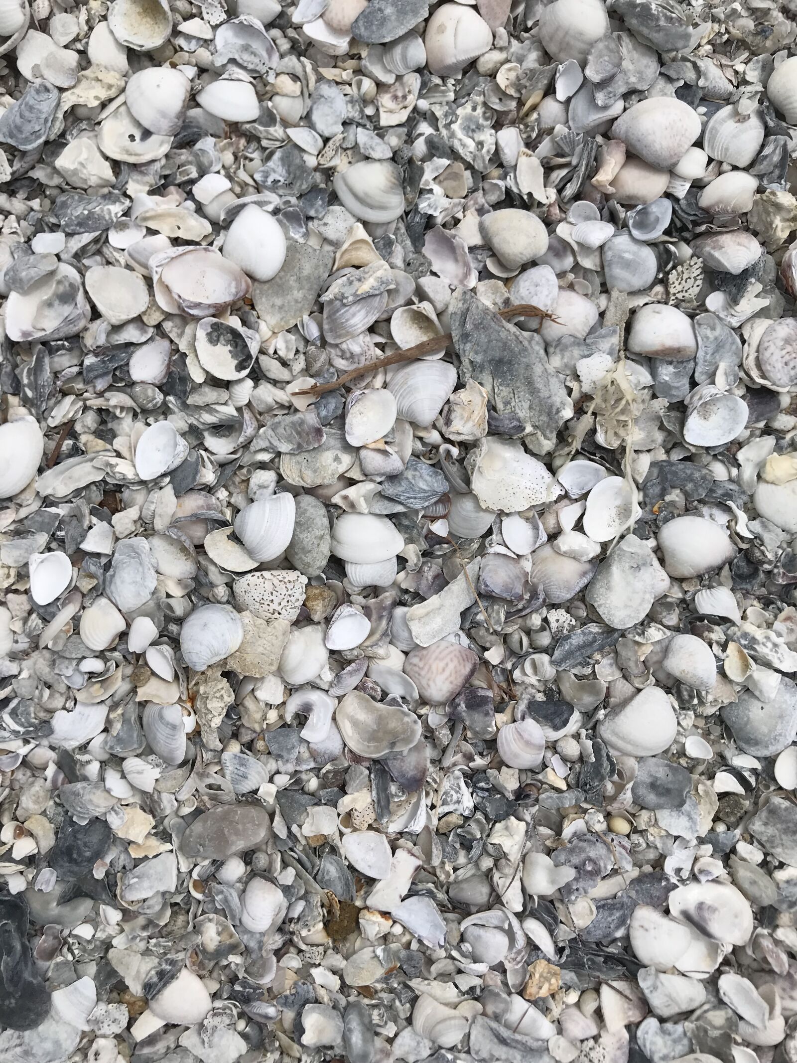 iPhone 7 back camera 3.99mm f/1.8 sample photo. Shells, texture, shew photography