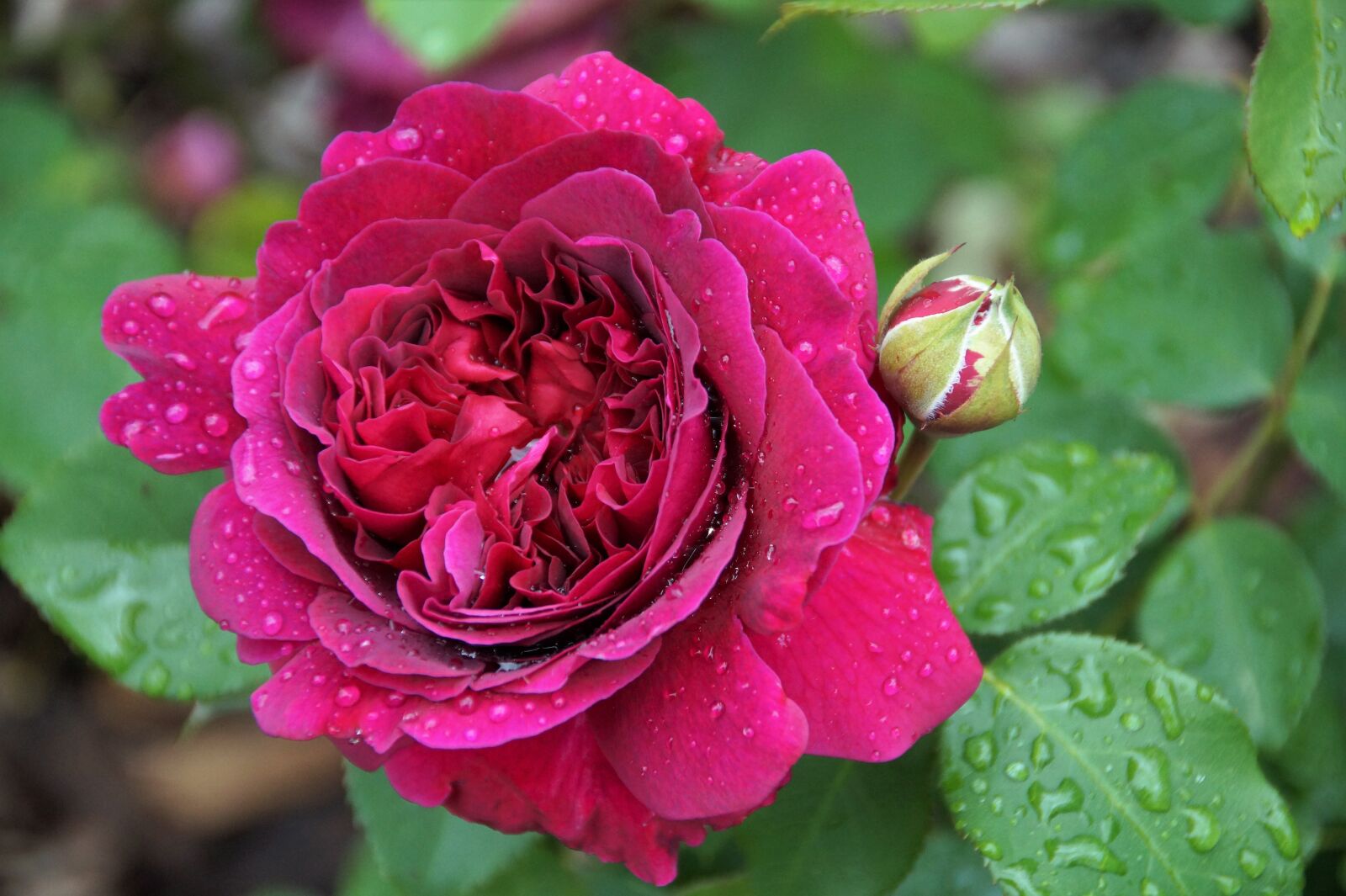 Sony SLT-A58 sample photo. Rose, flower, purple photography