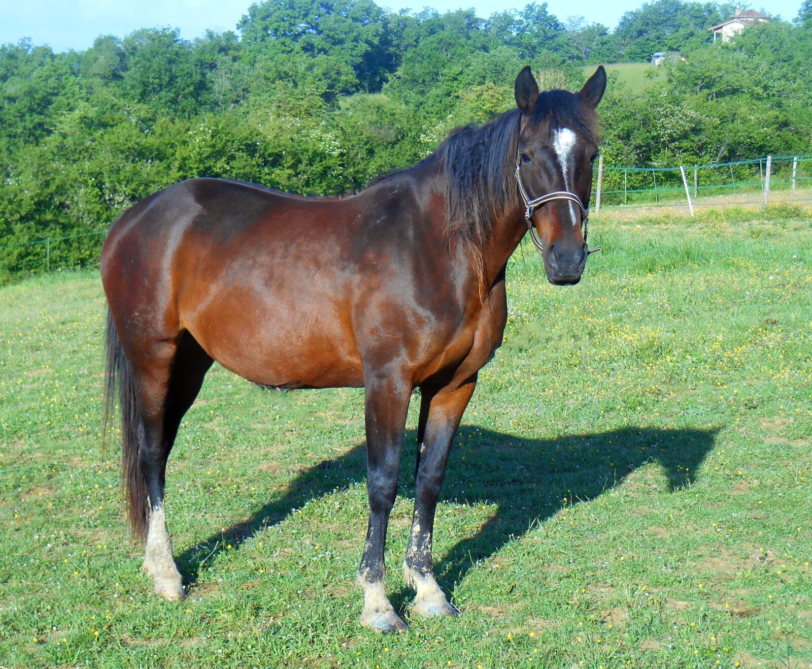Nikon Coolpix S3500 sample photo. Horse, breeding, breeding horses photography
