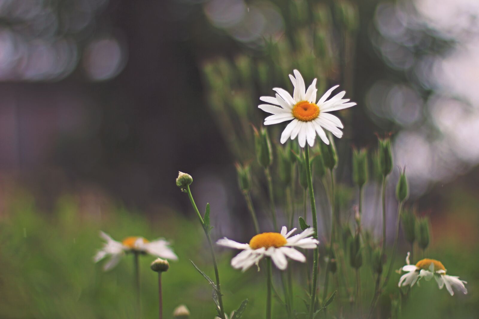 Canon EOS 60D + Canon EF 50mm F1.4 USM sample photo. Daisy, flower, garden photography