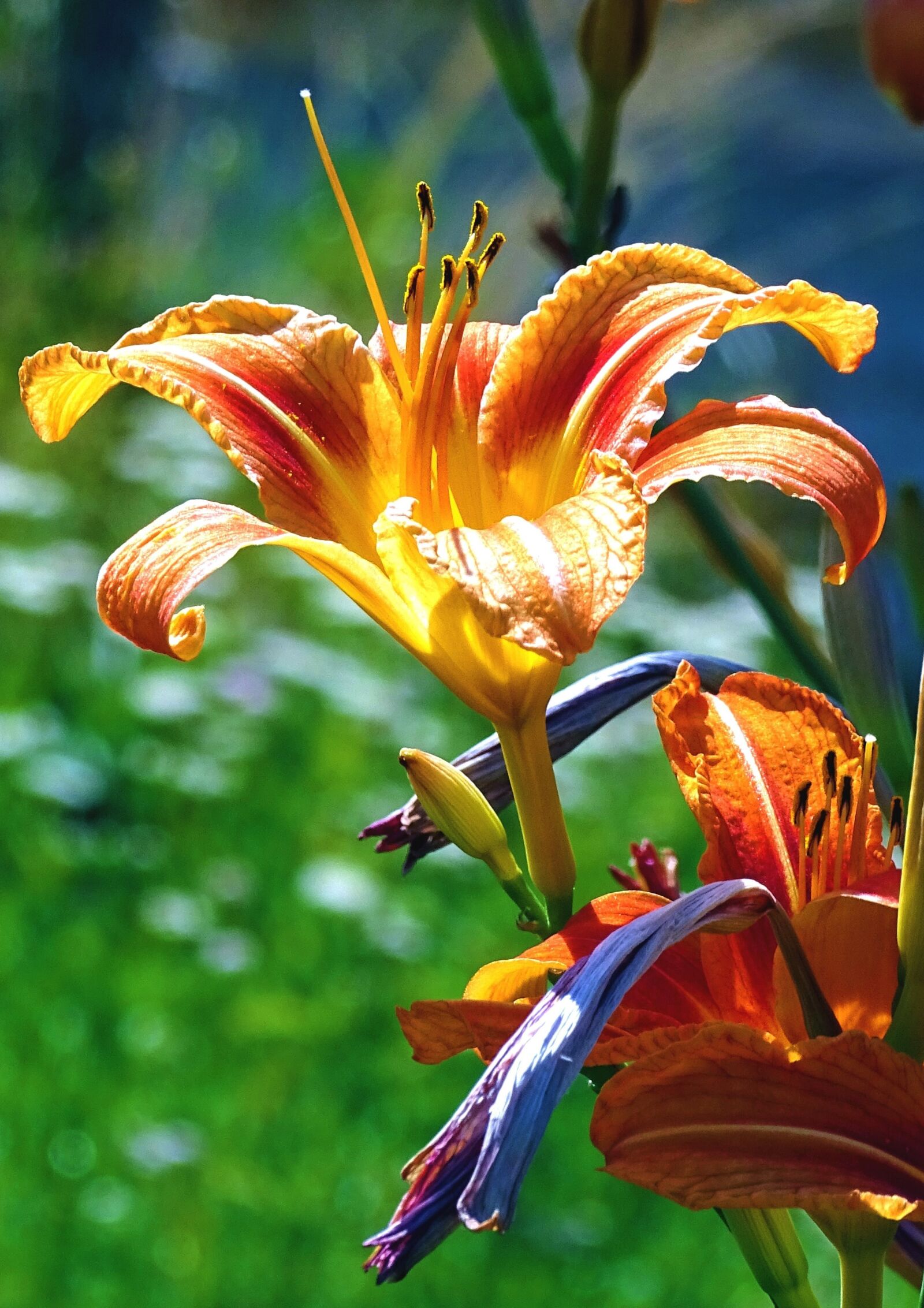 Sony Cyber-shot DSC-HX400V sample photo. Lily, flower, orange photography