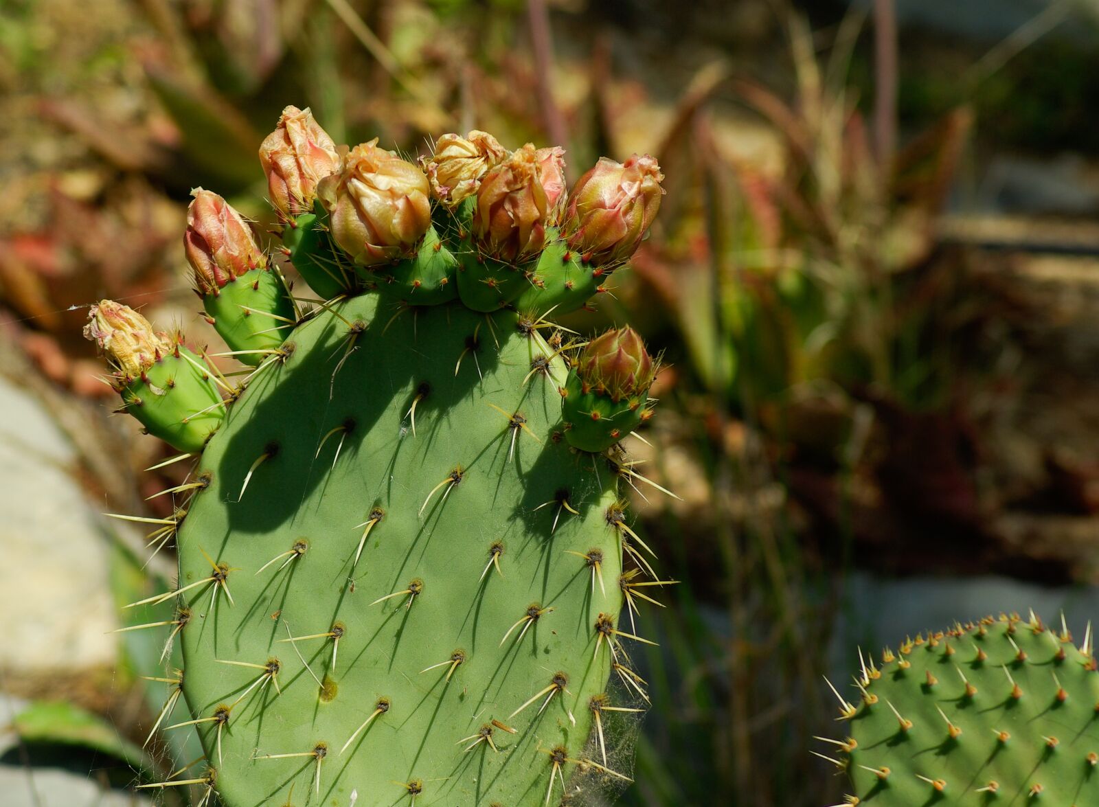 Pentax K10D sample photo. Prickly pear, cactus, thorns photography