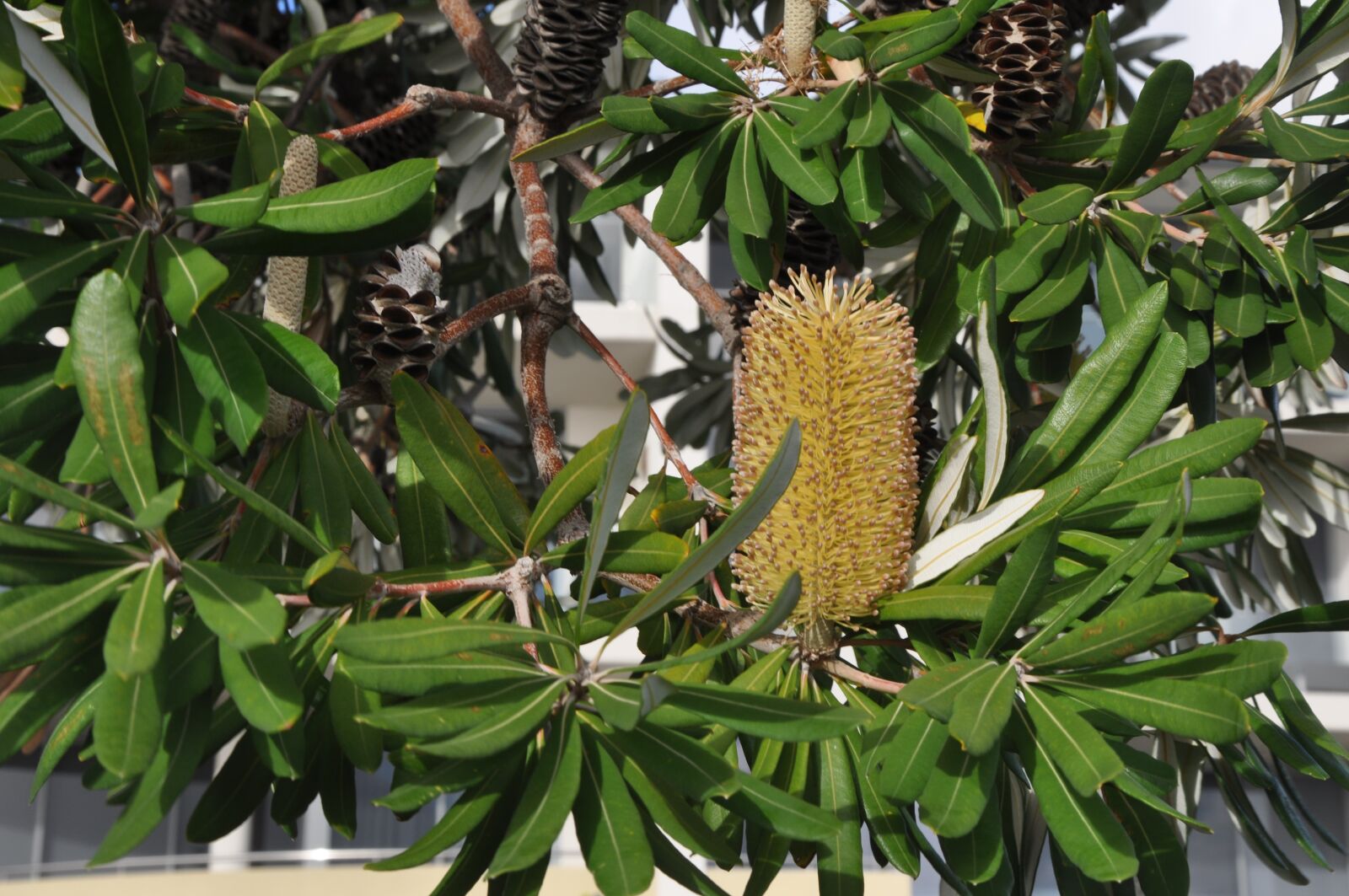 Nikon D90 sample photo. Banksia, wild plant, australia photography