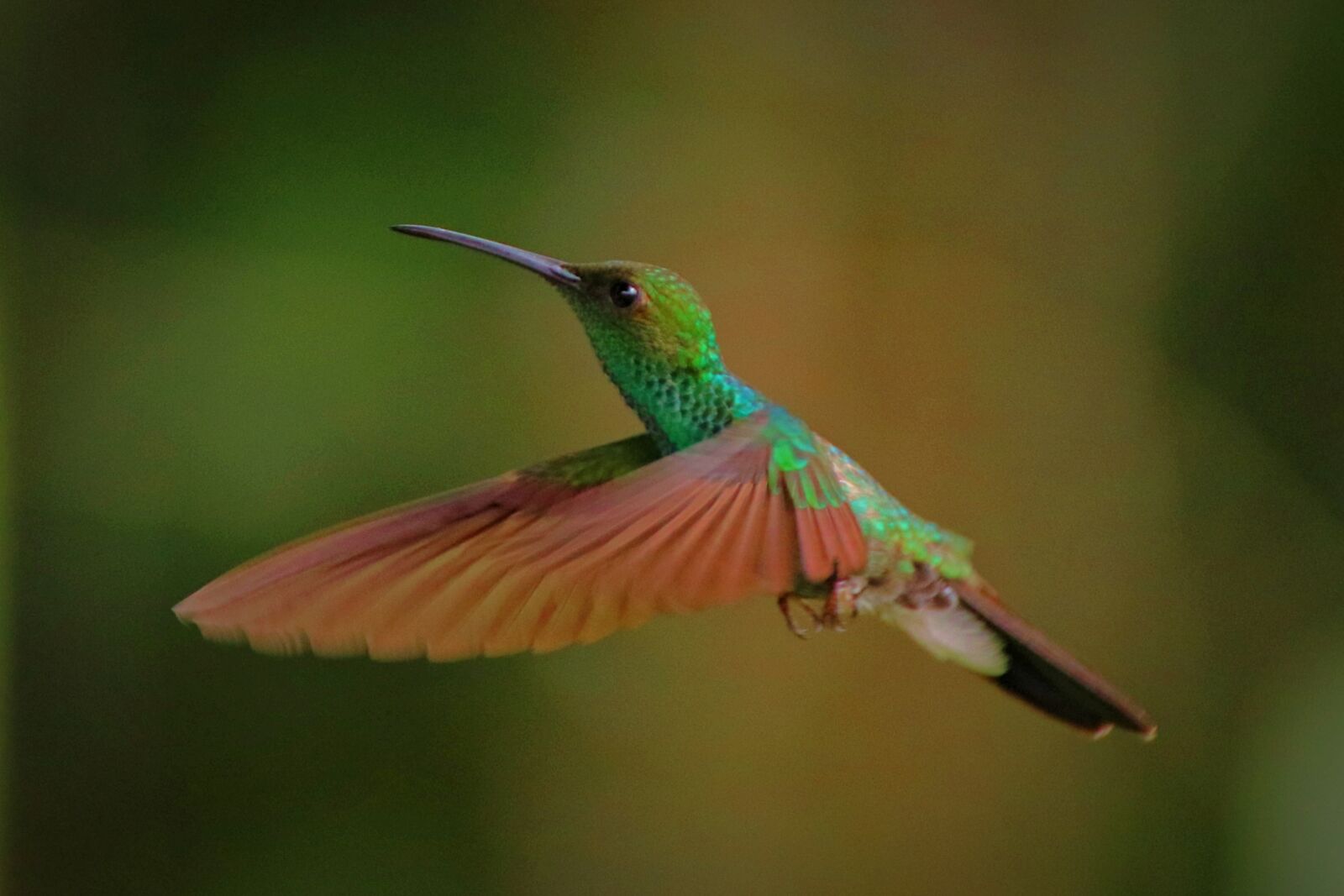 Canon EOS 80D sample photo. Hummingbird, colibri, nature photography
