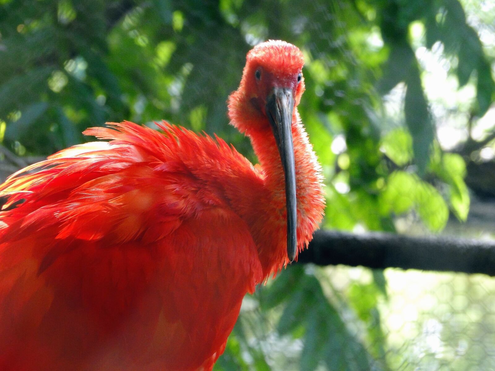 Sony Cyber-shot DSC-HX1 sample photo. Ibis, animal, red, beak photography