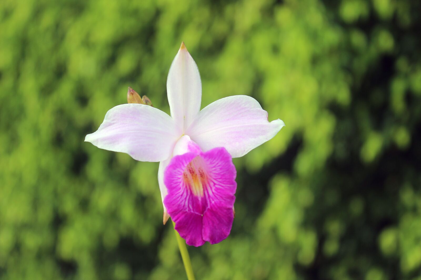 Canon EOS 600D (Rebel EOS T3i / EOS Kiss X5) sample photo. Flowers, field, farm photography