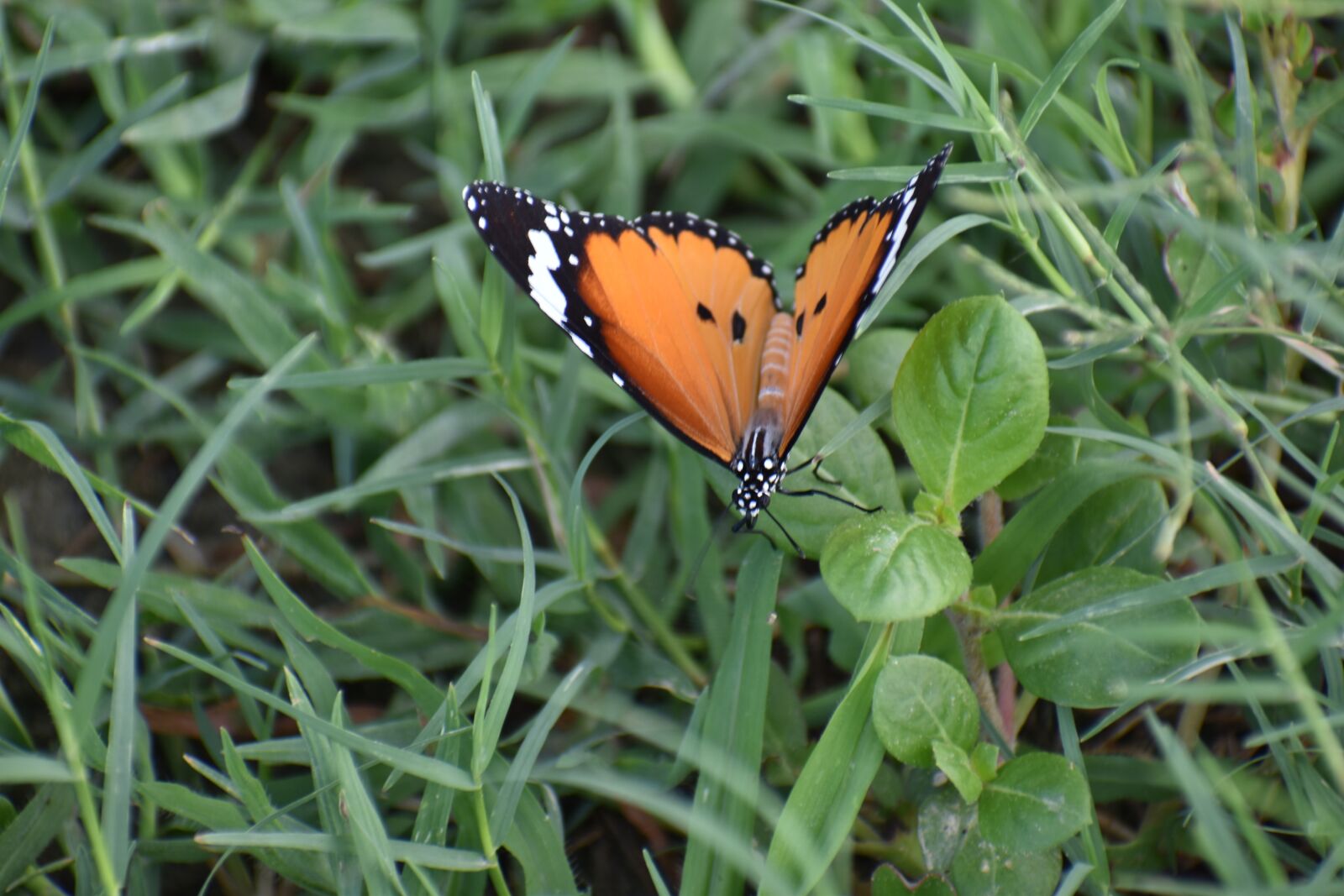 Nikon D5600 sample photo. Butterfly, papilionidae, insect photography