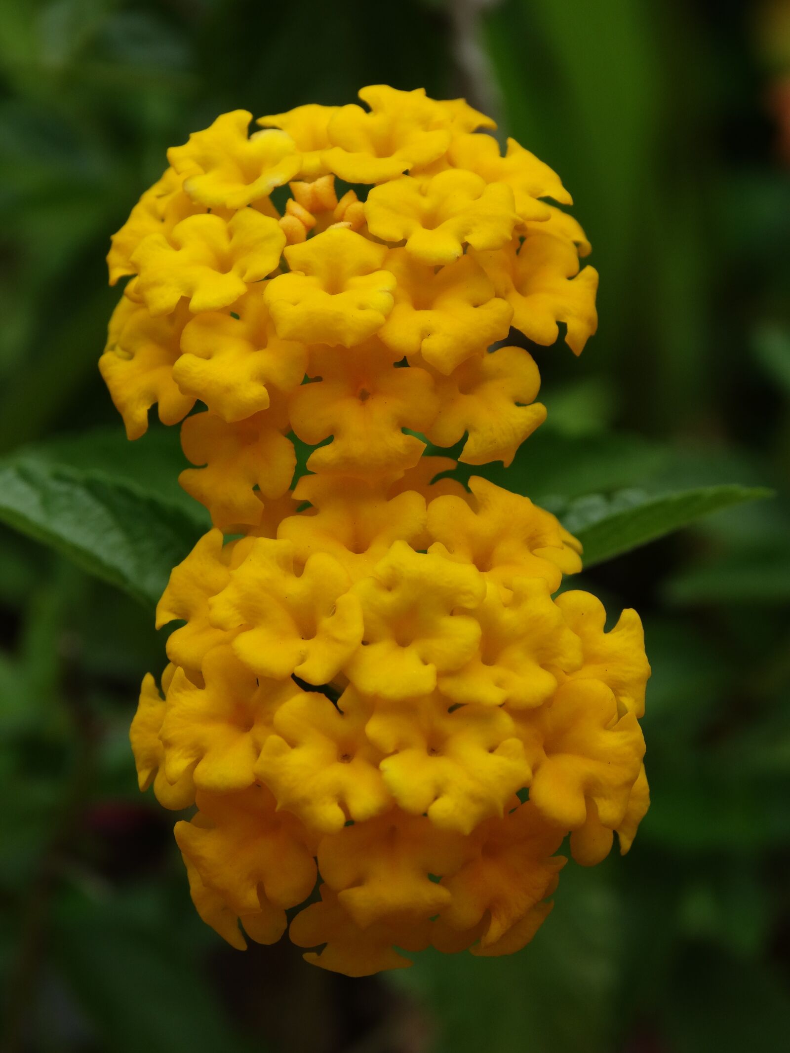 Sony Cyber-shot DSC-HX300 sample photo. Nature, flower, plant photography