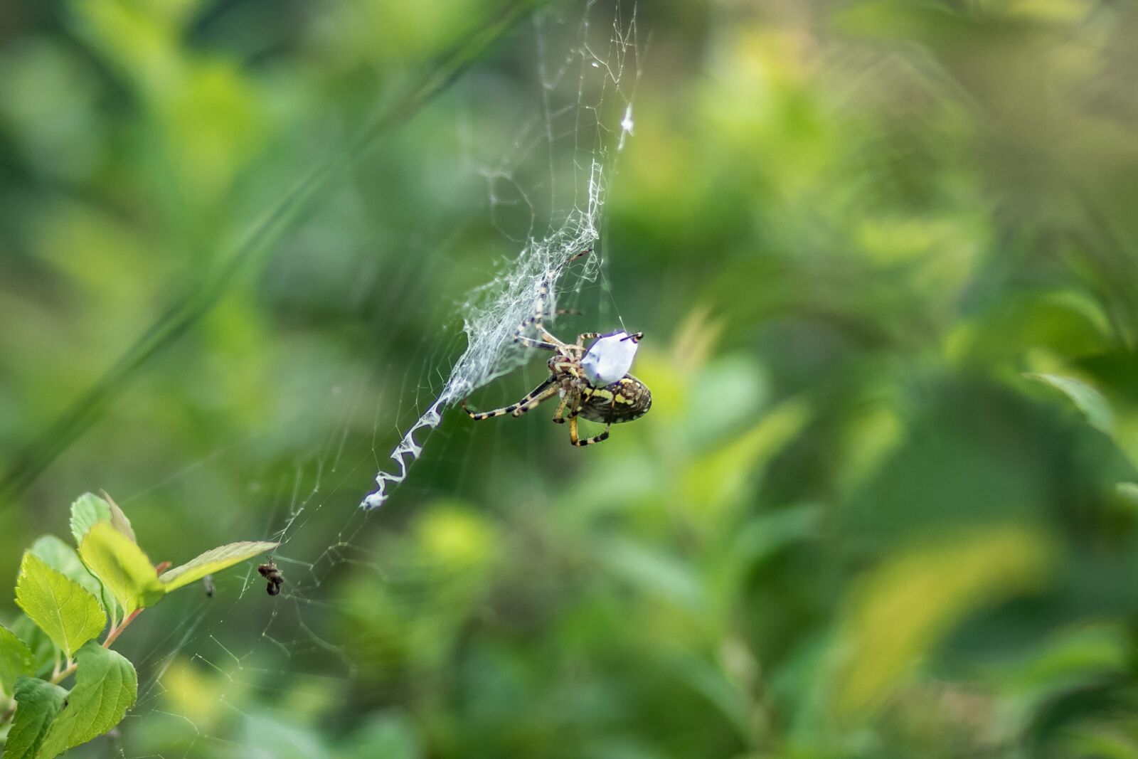 Canon EF 85mm F1.8 USM sample photo. Spider, nature, green photography