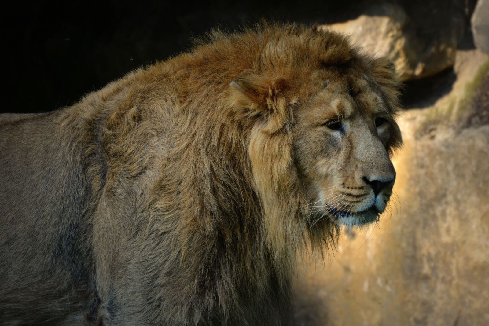Nikon D5200 sample photo. Lion, mammal, predator photography